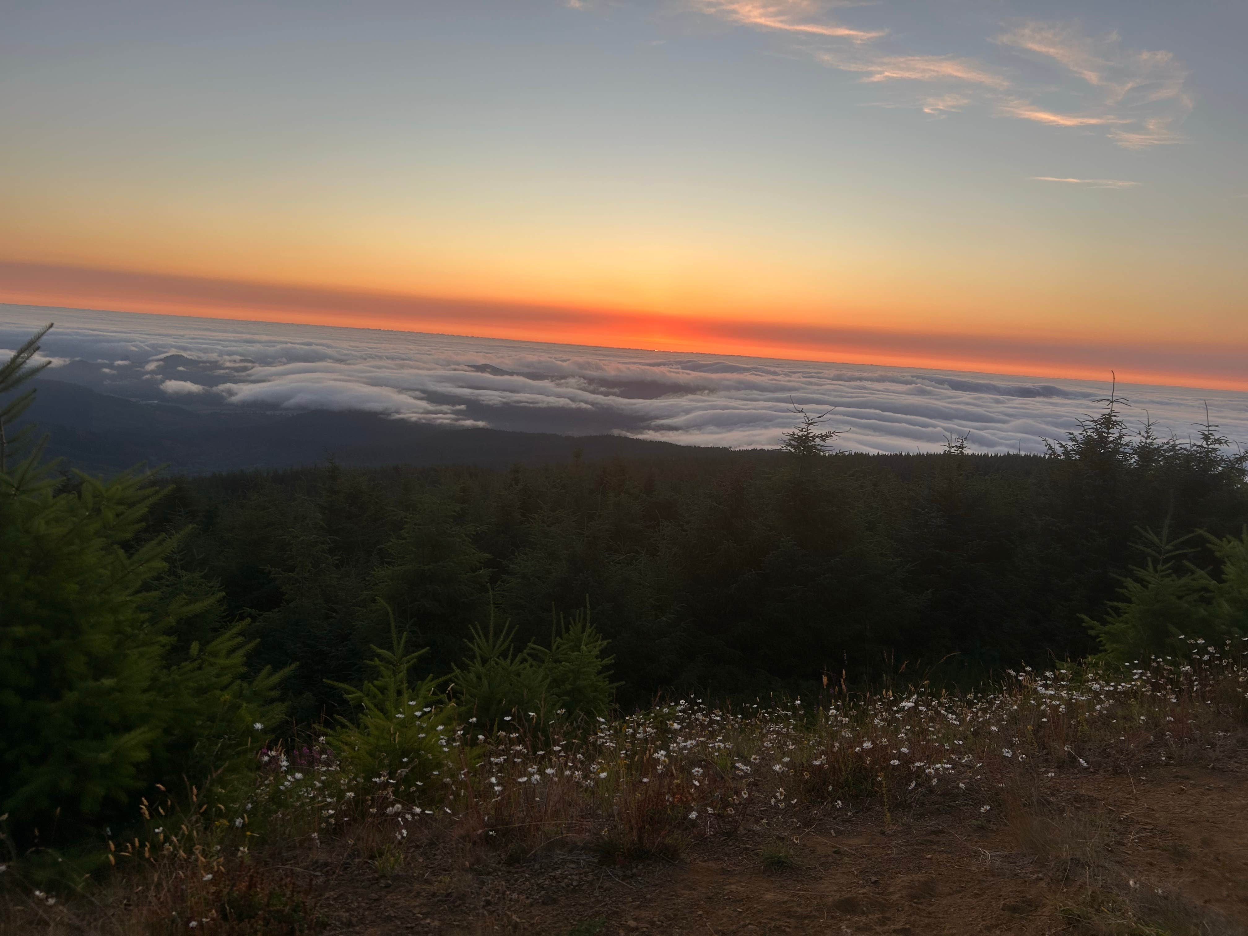 Megan N.'s photo of a dispersed camping area at Dispersed Camping Near Pioneer-Indian Trail in Siuslaw National Forest near Tolovana Park, OR