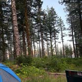 Review photo of Dispersed Camping Near Pioneer-Indian Trail in Siuslaw National Forest by Aimee H., July 29, 2026