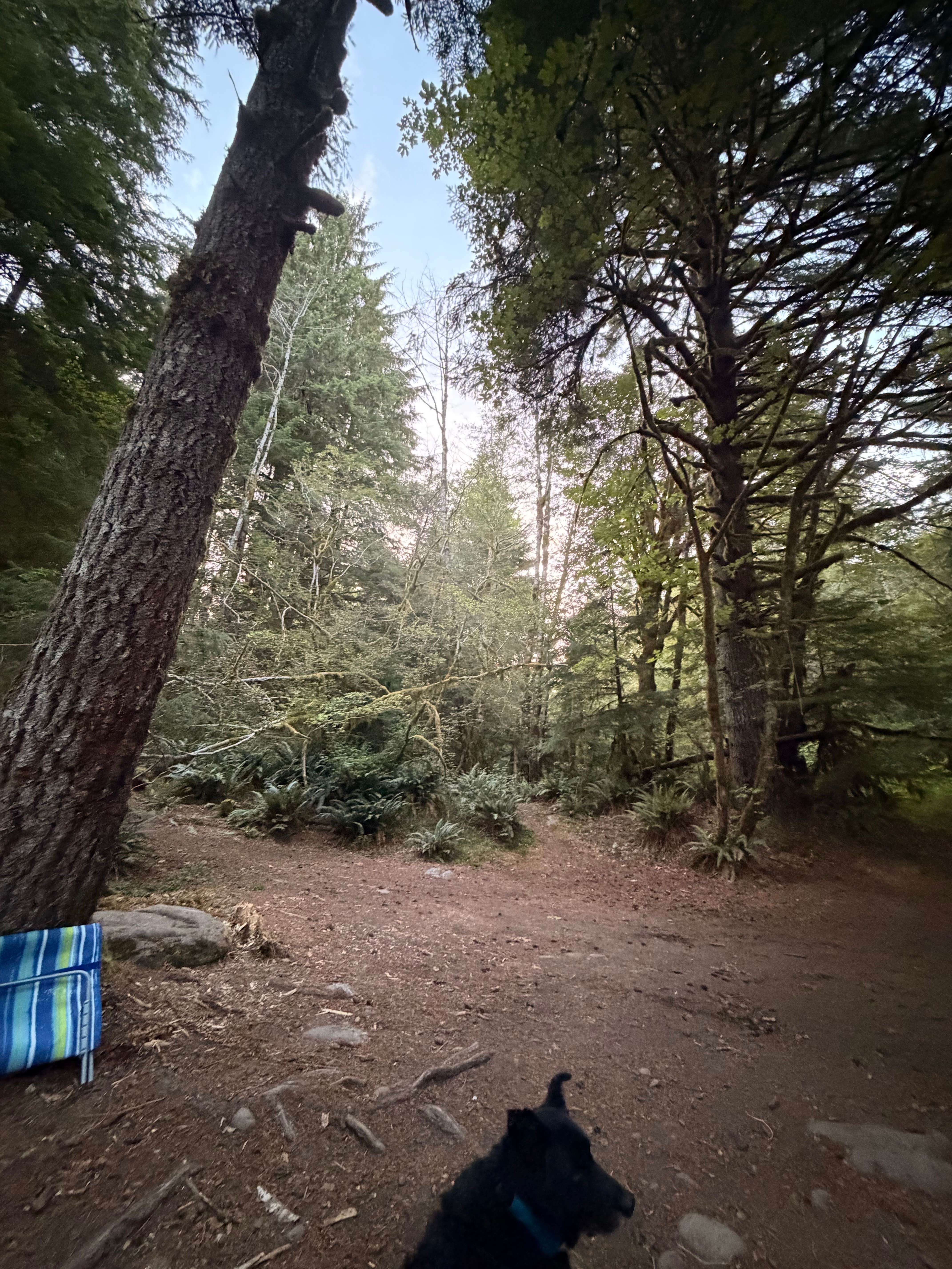 Aubrey M.'s photo of camping with pets at Dispersed Camping NF 2918 — Olympic National Park near Joyce, WA