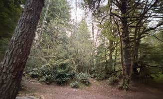 Aubrey M.'s photo of camping with pets at Dispersed Camping NF 2918 — Olympic National Park near La Push, WA