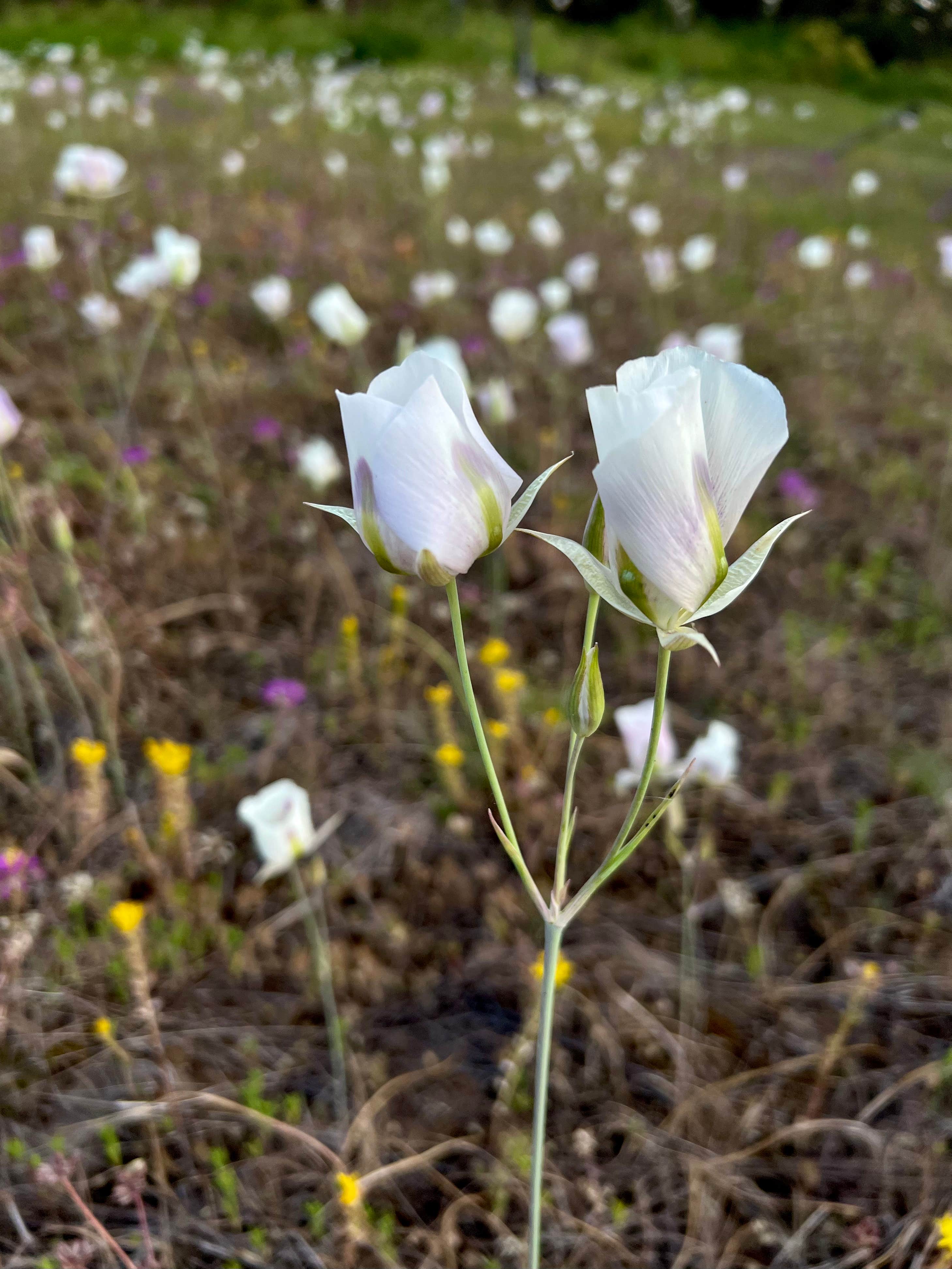 Camper-submitted photo at North Thomason Meadows near Enterprise, OR
