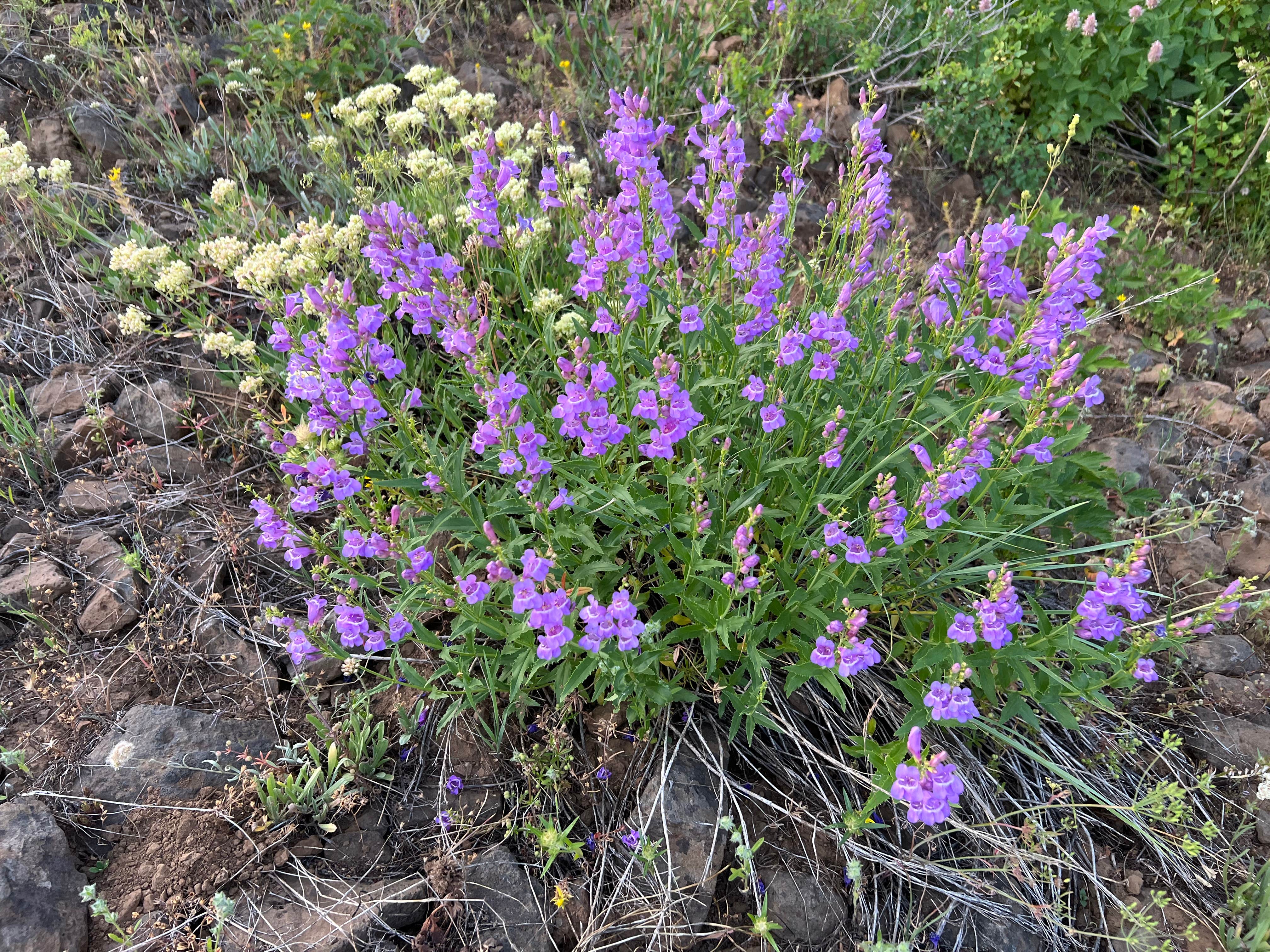 Camper-submitted photo at North Thomason Meadows near Enterprise, OR