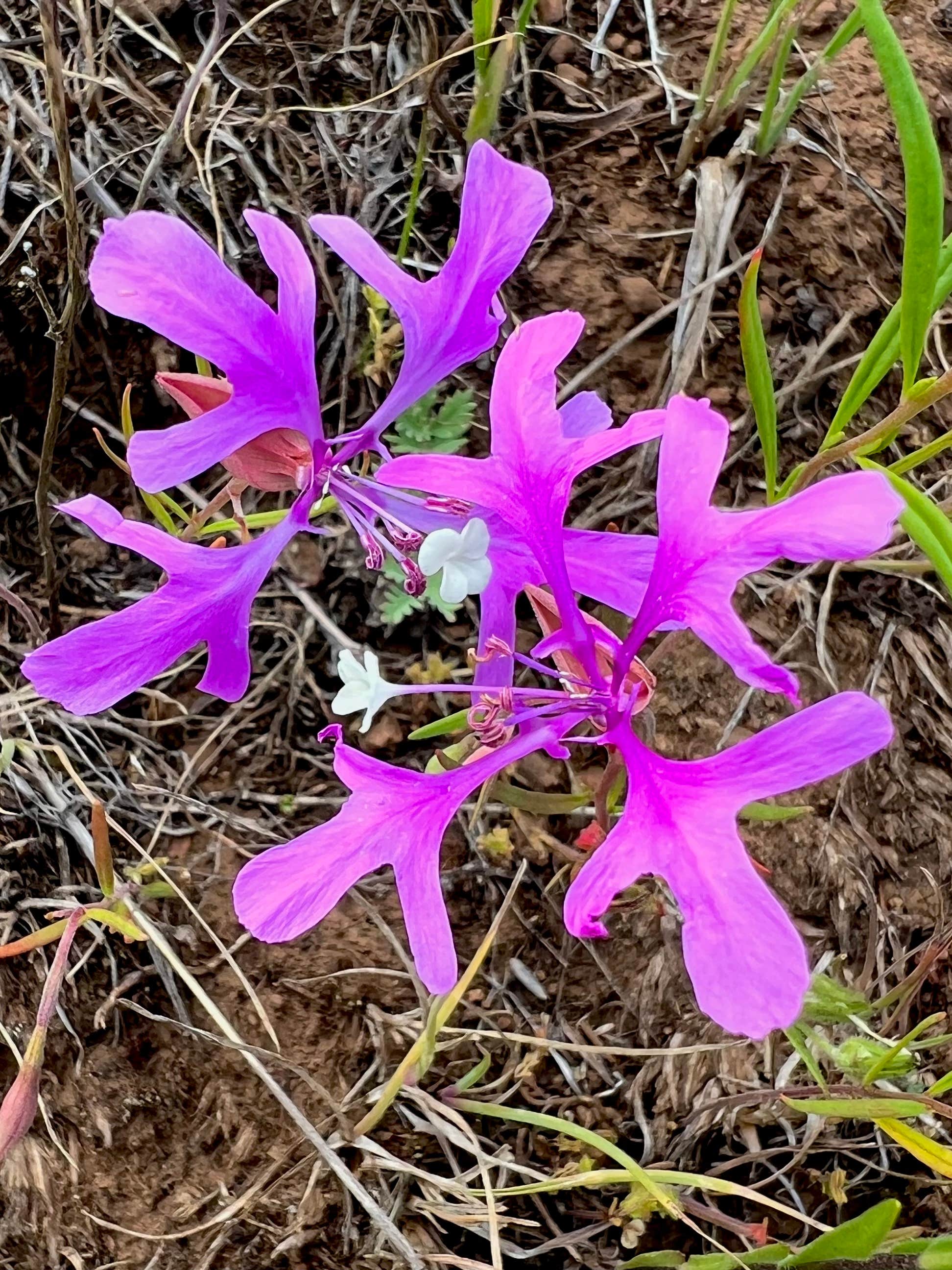 Camper-submitted photo at North Thomason Meadows near Enterprise, OR