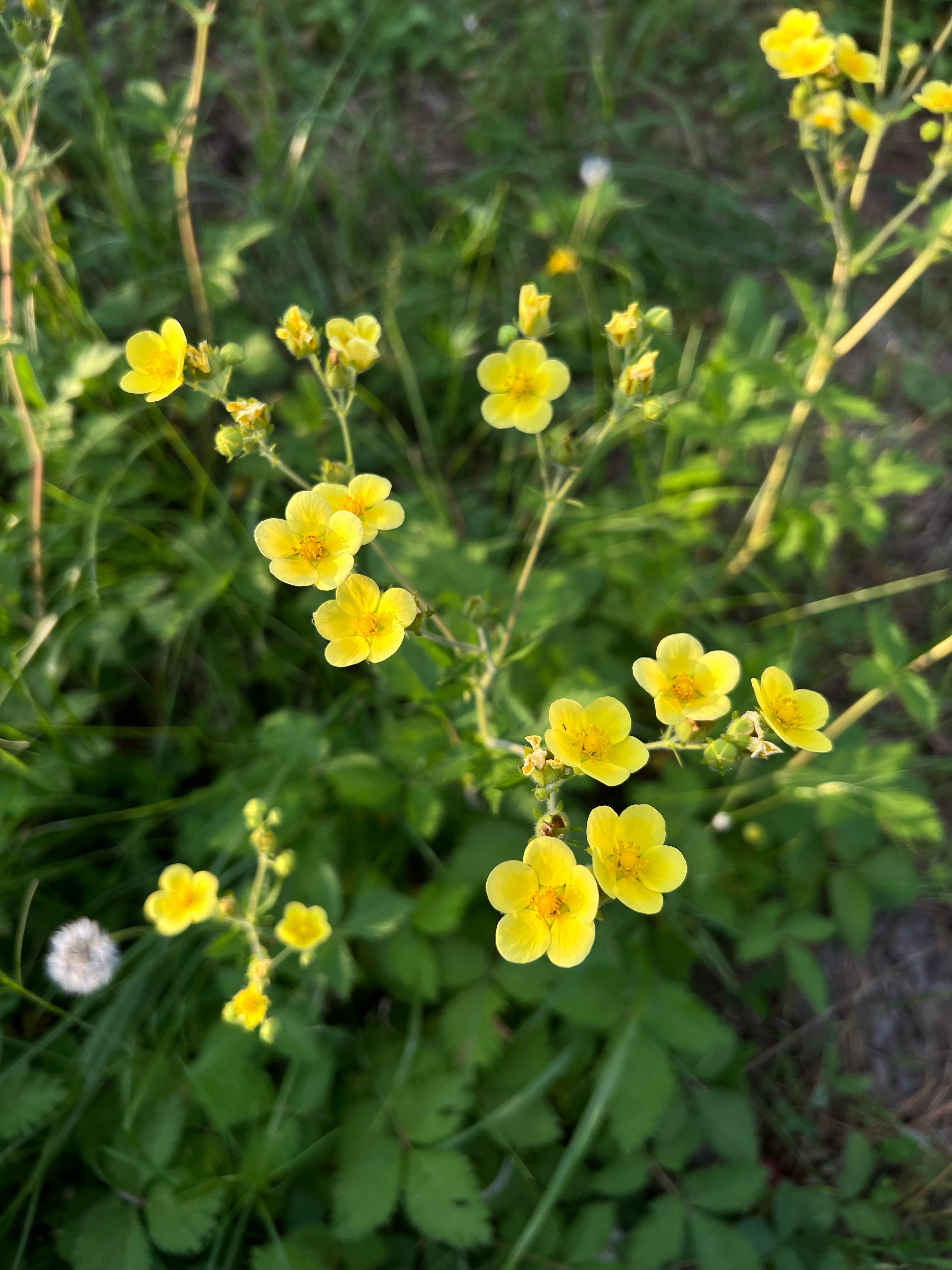 Camper-submitted photo at North Thomason Meadows near Enterprise, OR