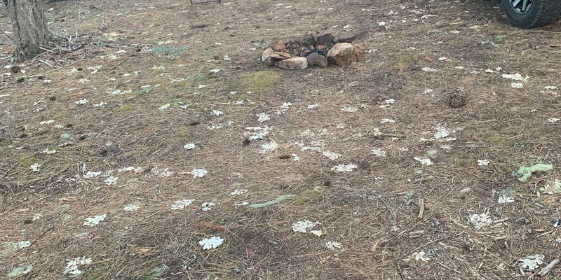 Camper submitted image from Dispersed camping off $8 mountain Rd