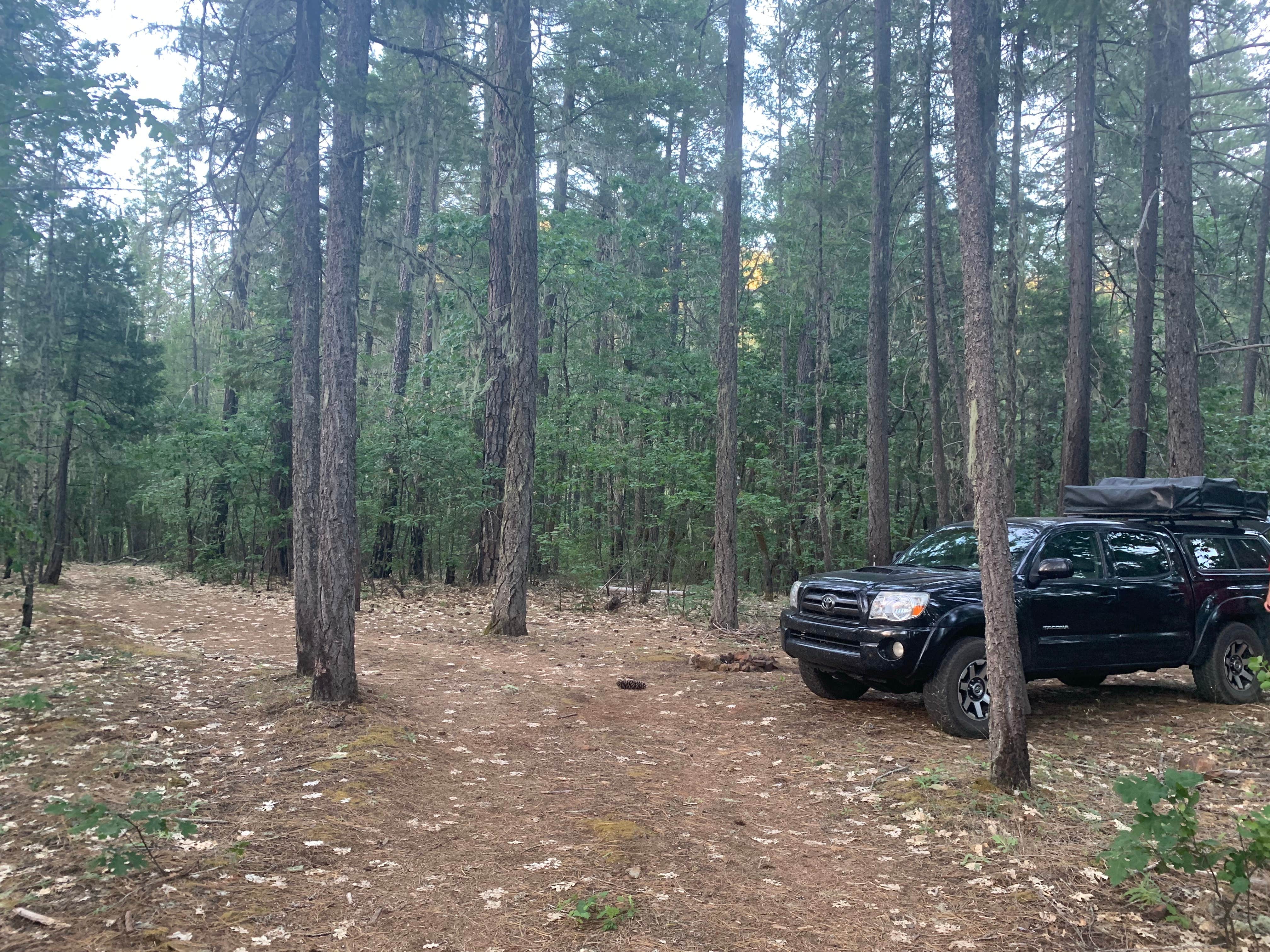 Camper submitted image from Dispersed camping off $8 mountain Rd - 2
