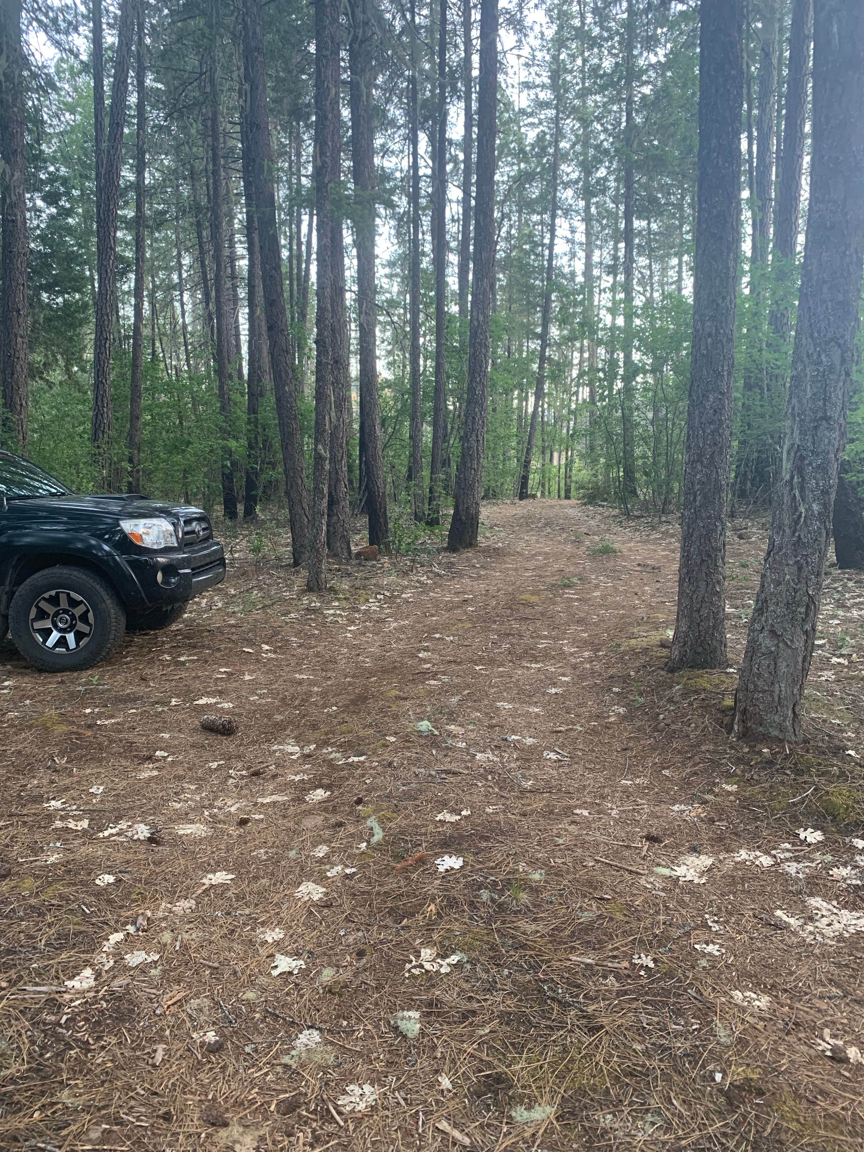 Camper submitted image from Dispersed camping off $8 mountain Rd - 3