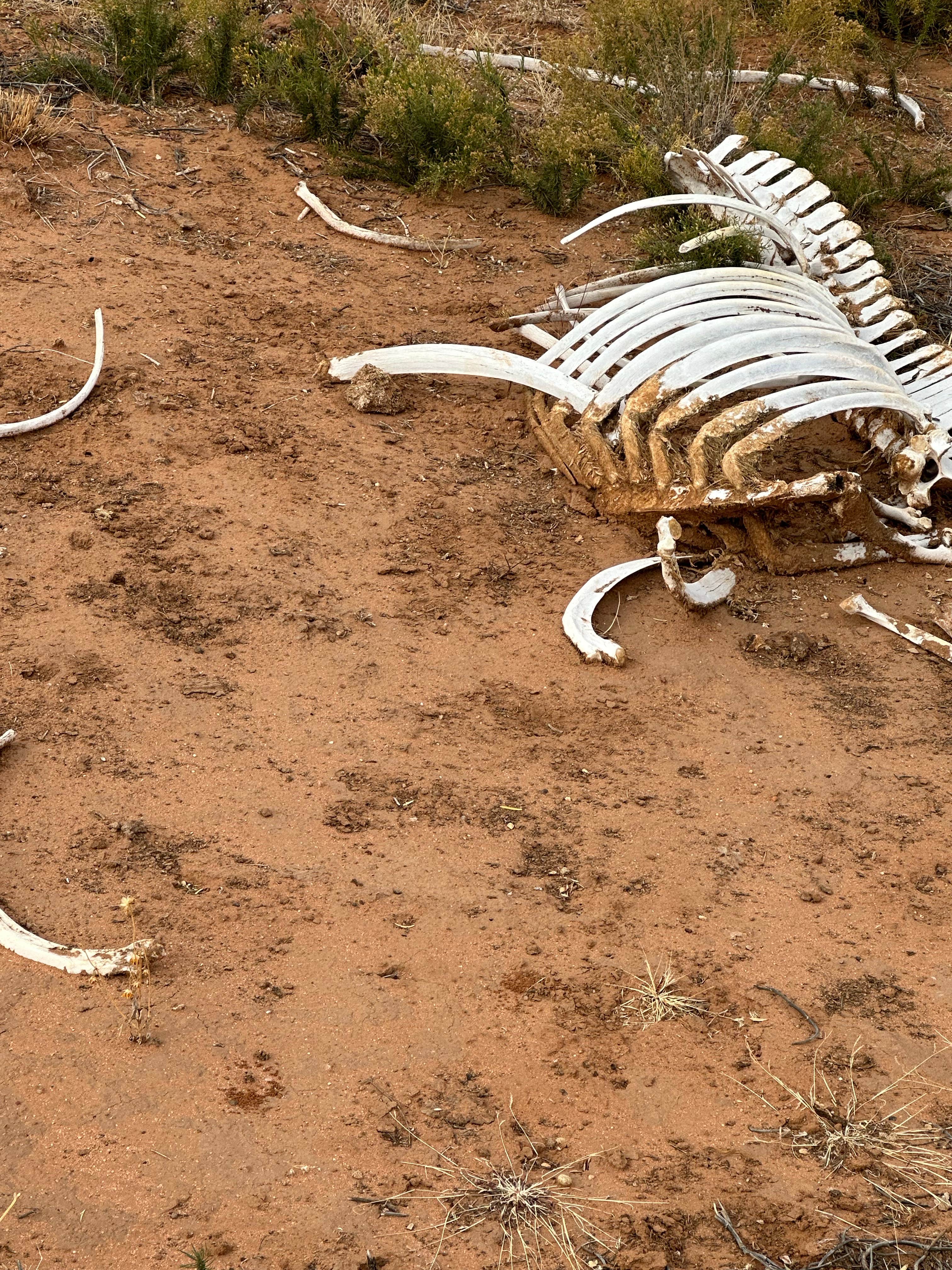 Camper-submitted photo at Dispersed Camping off Corralitos Rd on I-10 near Hatch, NM