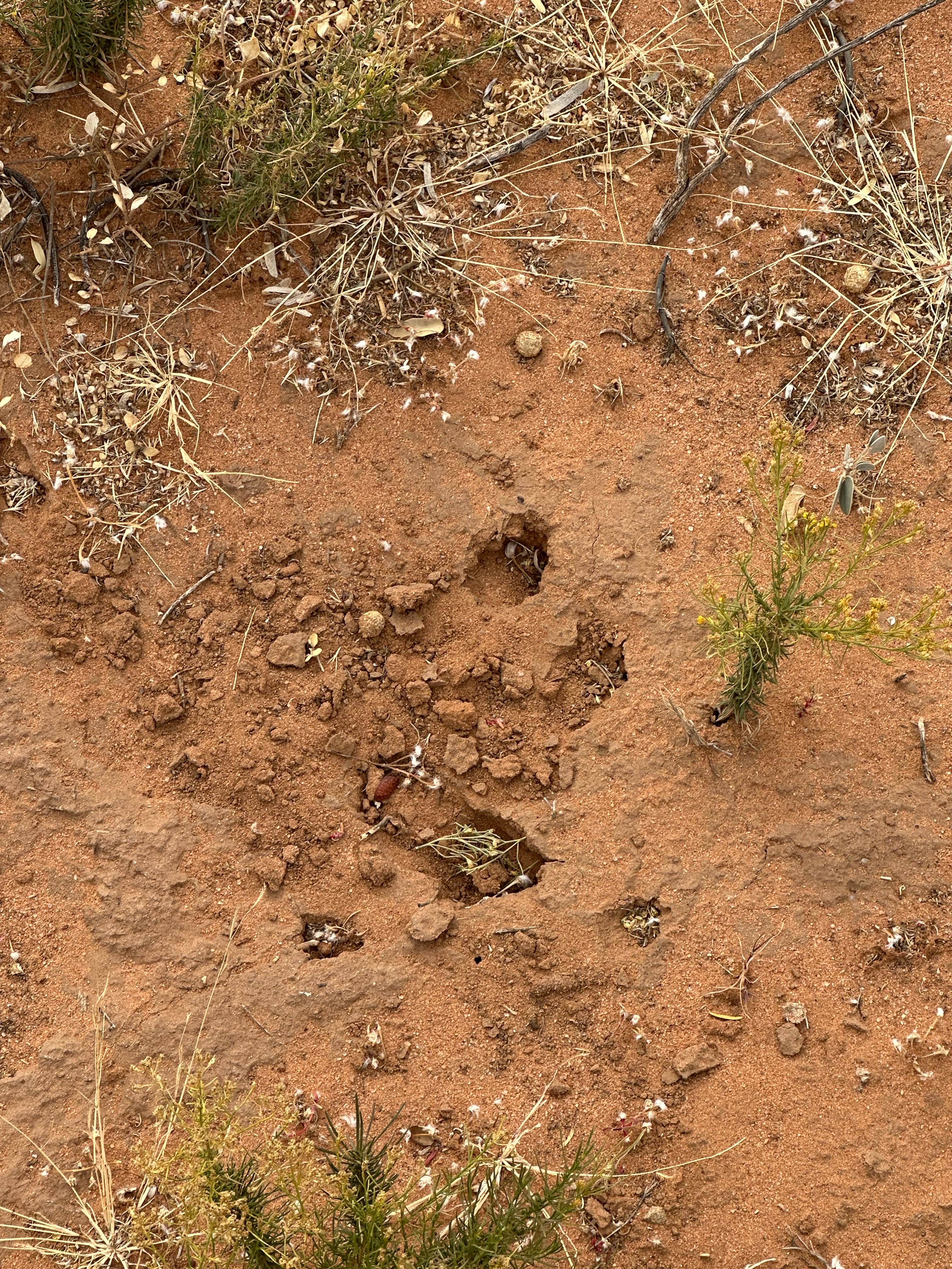 Camper-submitted photo at Dispersed Camping off Corralitos Rd on I-10 near Hatch, NM