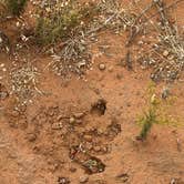 Review photo of Dispersed Camping off Corralitos Rd on I-10 by Daniel B., November 27, 2023