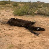 Review photo of Dispersed Camping off Corralitos Rd on I-10 by Daniel B., November 27, 2023