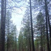 Review photo of FR 9710 Dispersed Roadside Camping by Tyler S., April 30, 2025