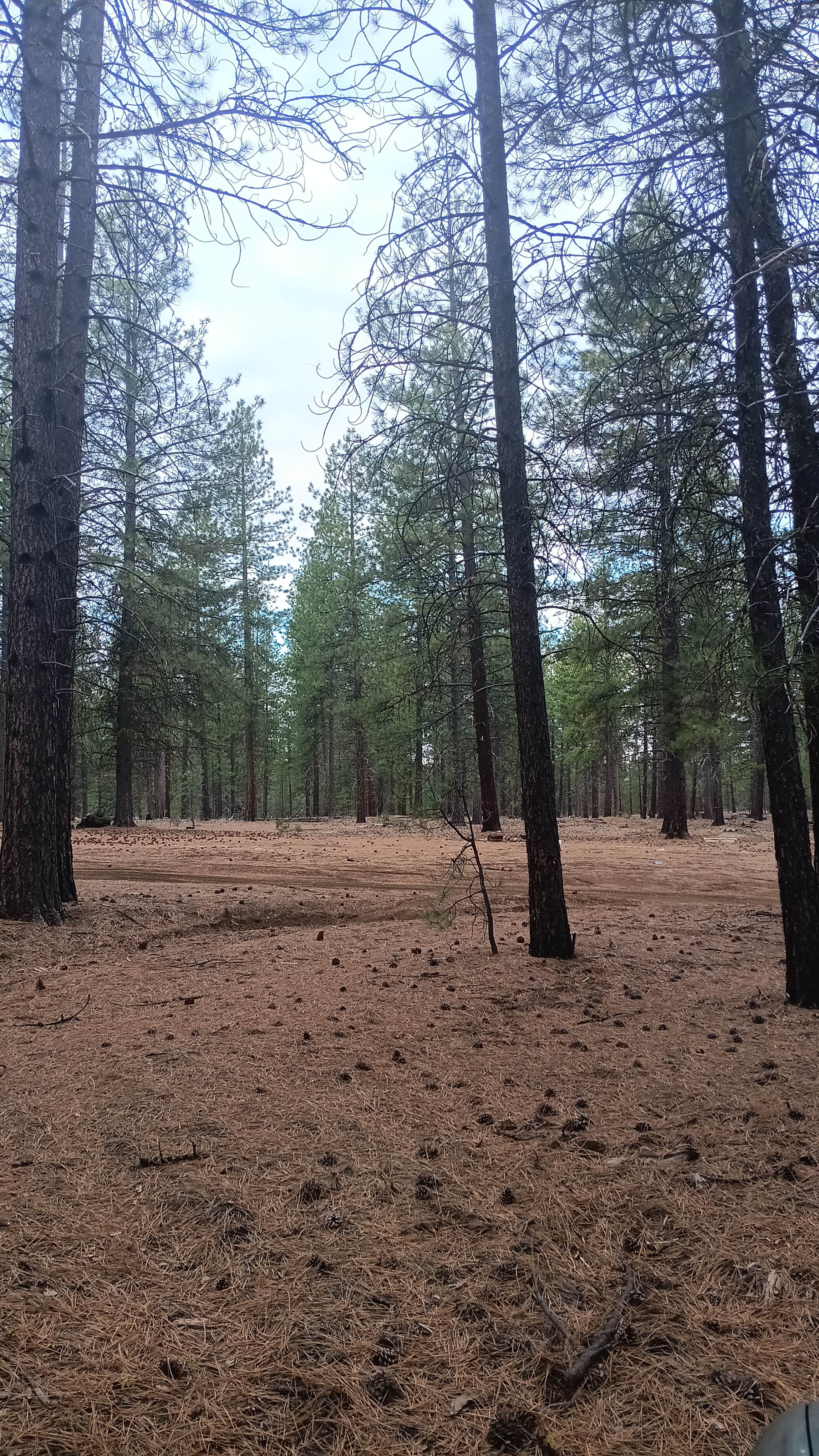Camper submitted image from FR 9710 Dispersed Roadside Camping - 1