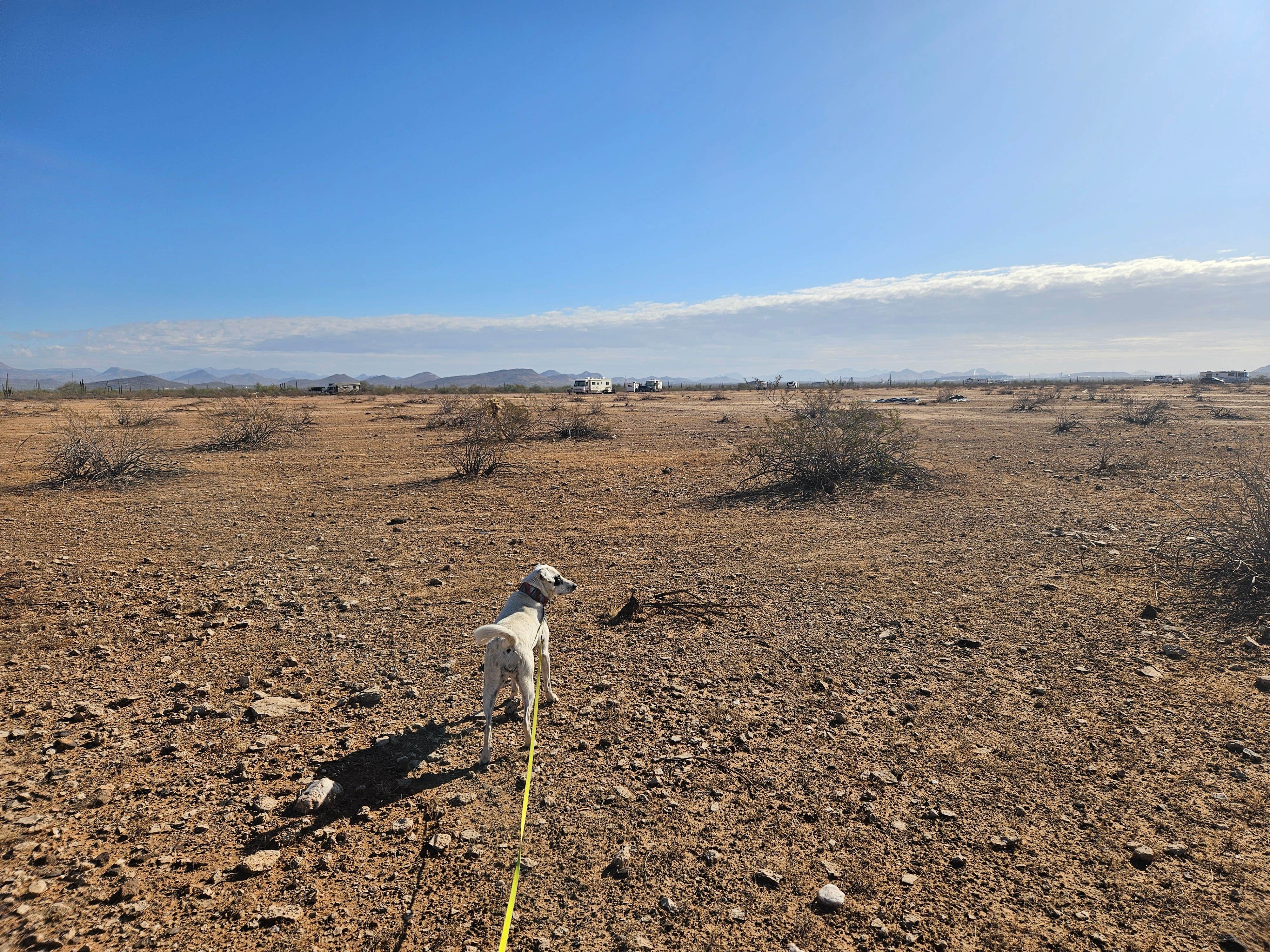 Gregg T.'s photo of camping with pets at Dispersed Camping off hwy 74 near Tonopah, AZ