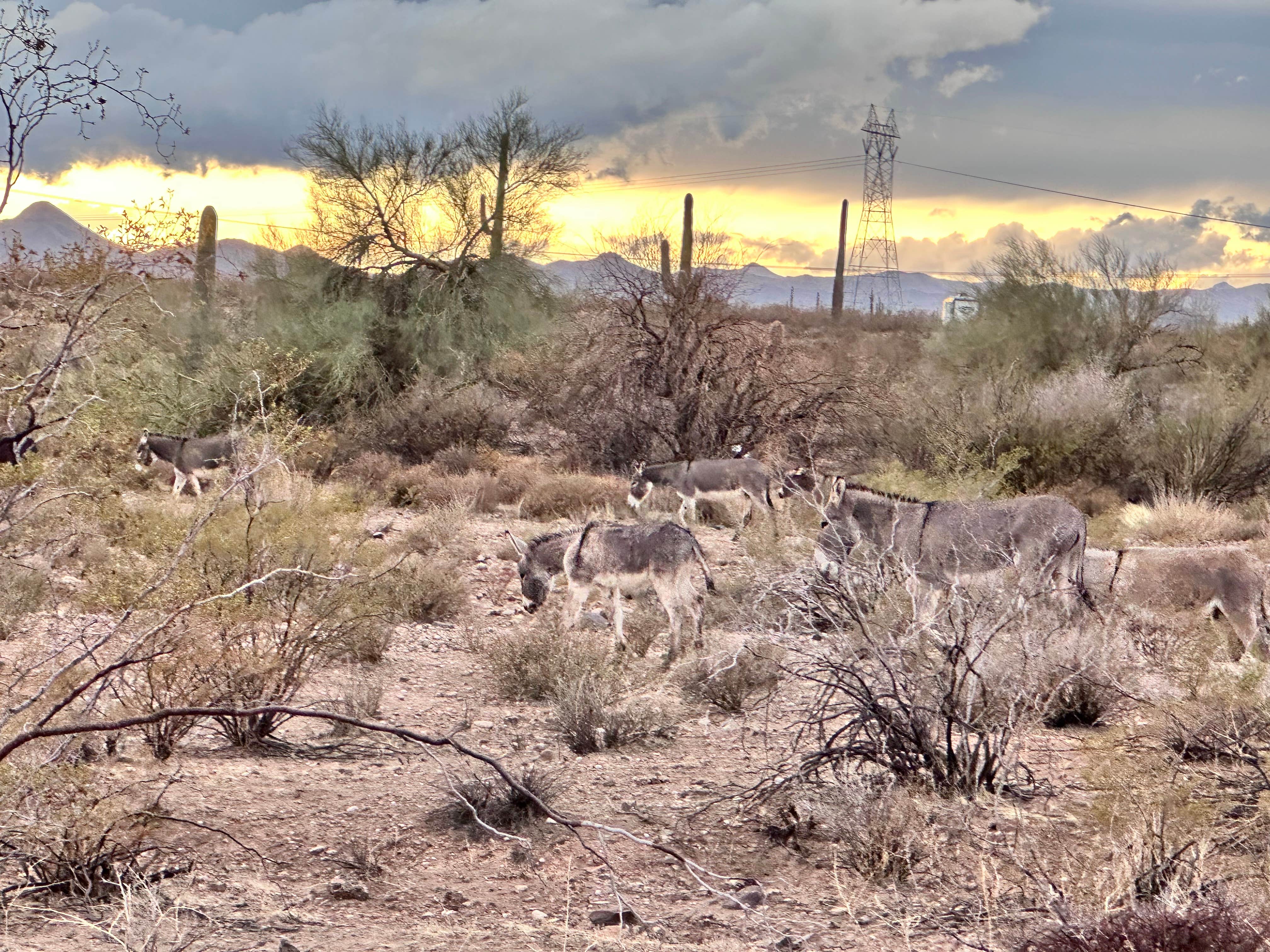 Eric S.'s photo of camping with pets at Dispersed Camping off hwy 74 near Wickenburg, AZ