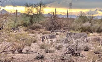 Eric S.'s photo of camping with pets at Dispersed Camping off hwy 74 near Buckeye, AZ
