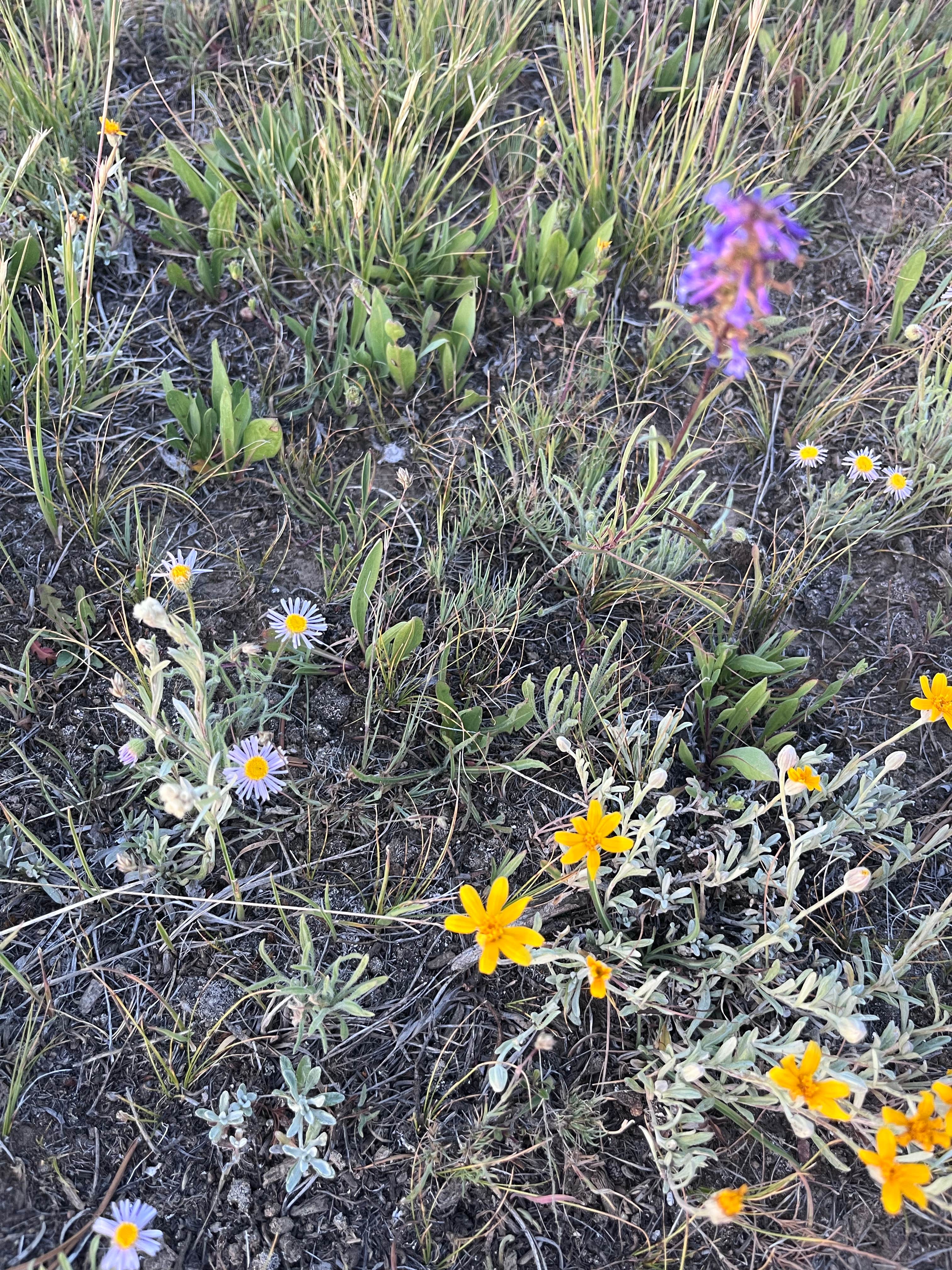 Nip and Tuck Rd - Dispersed Camping