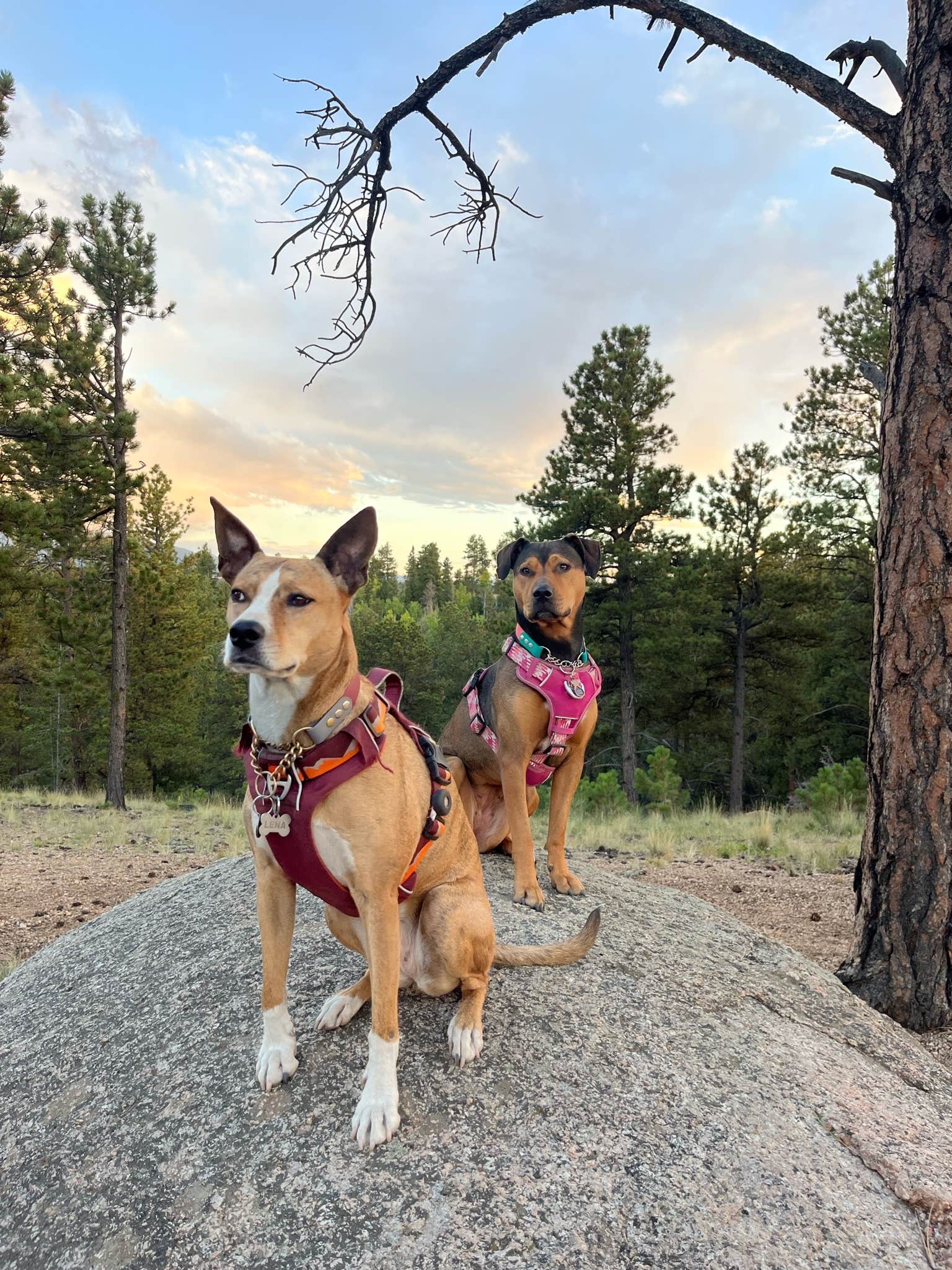 Lily R.'s photo of a dispersed camping area at Dispersed Camping - Pike National Forest Divide near Divide, CO