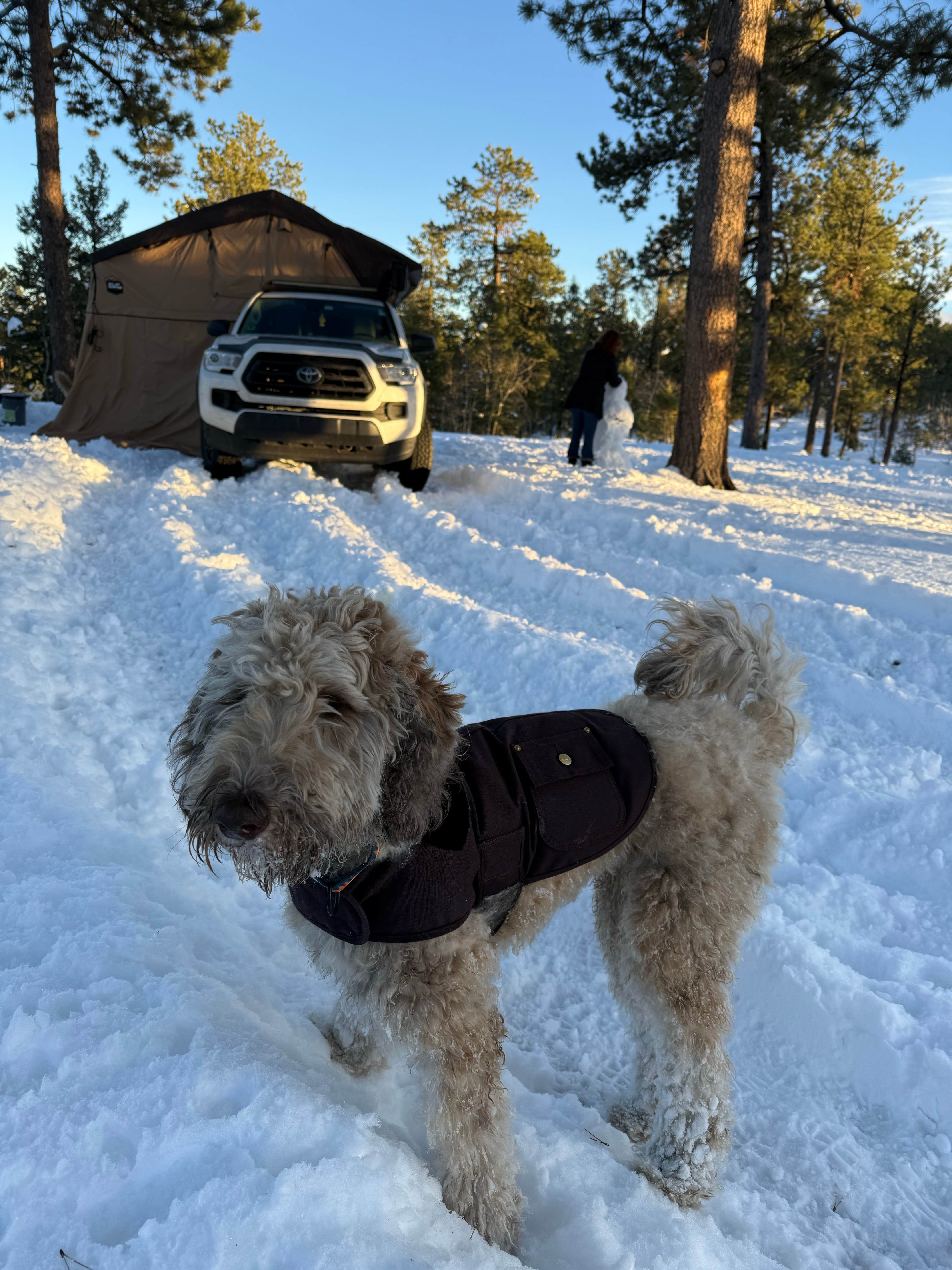 andrew G.'s photo of tent camping at Dispersed Camping - Pike National Forest Divide near Larkspur, CO