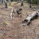 Review photo of Dispersed Camping - Pike National Forest Divide by Brianna K., May 27, 2024