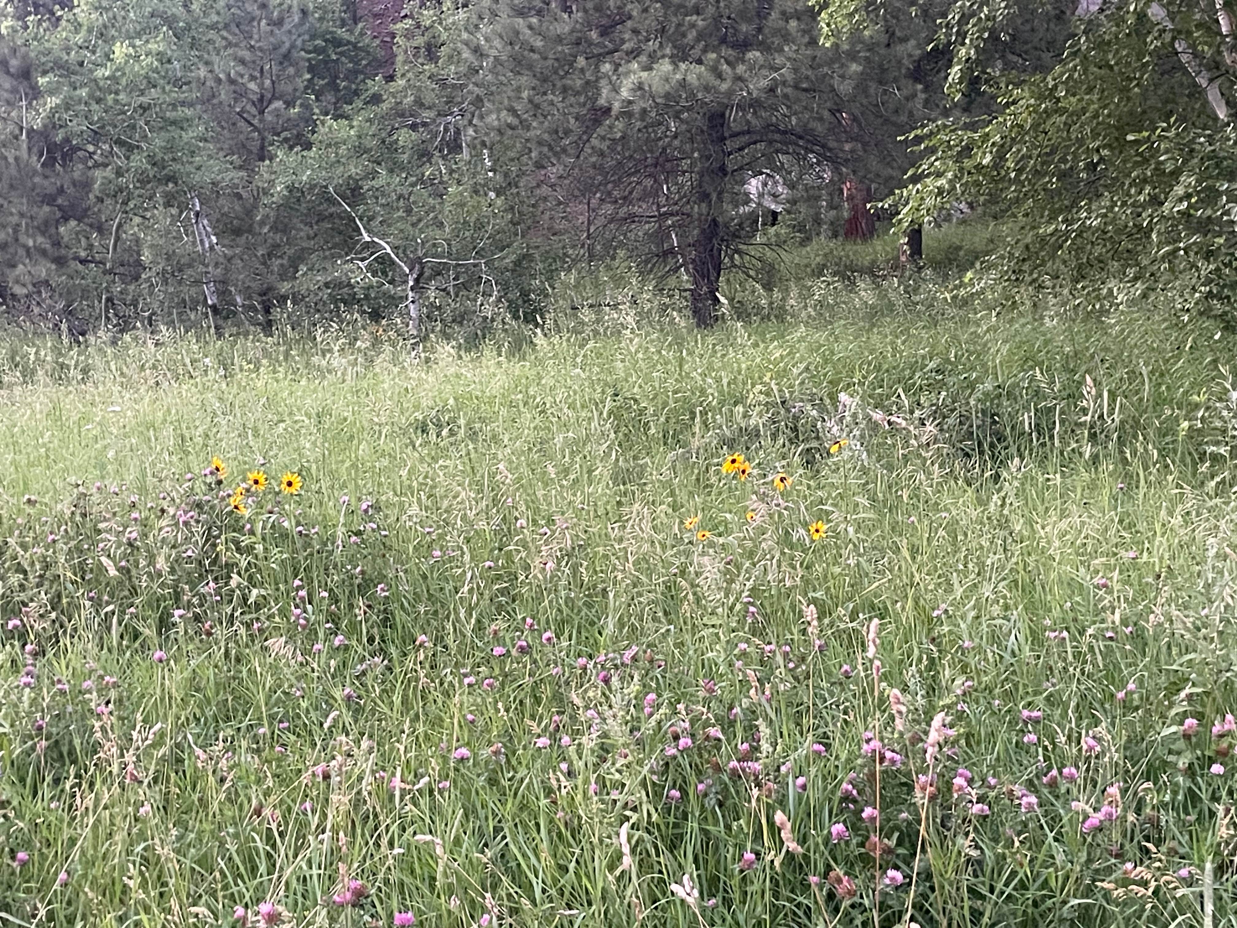 Camper-submitted photo at Dispersed Camping near Calumet Road near Rapid City, SD