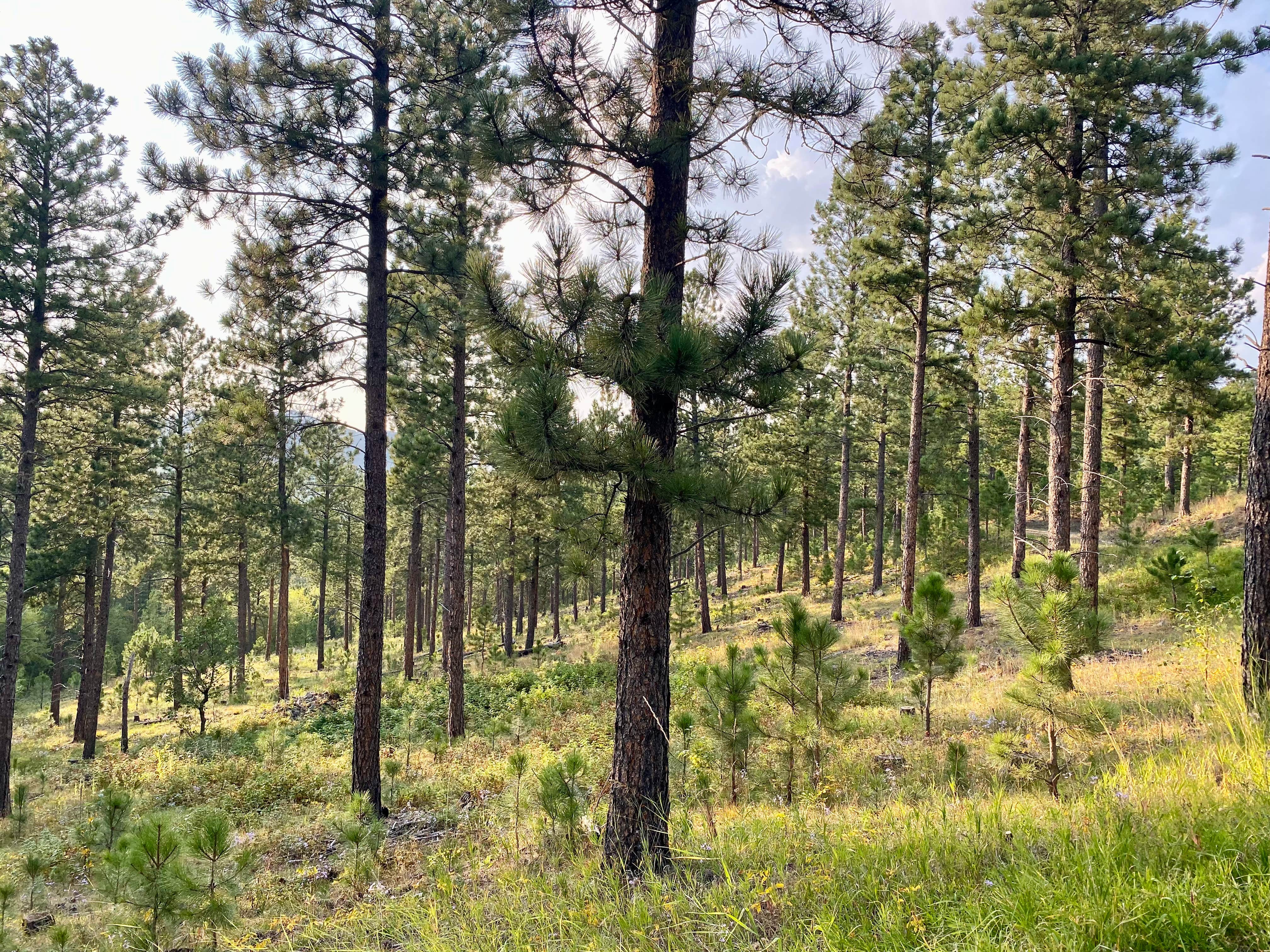 Camper-submitted photo at Dispersed Camping near Calumet Road near Rapid City, SD
