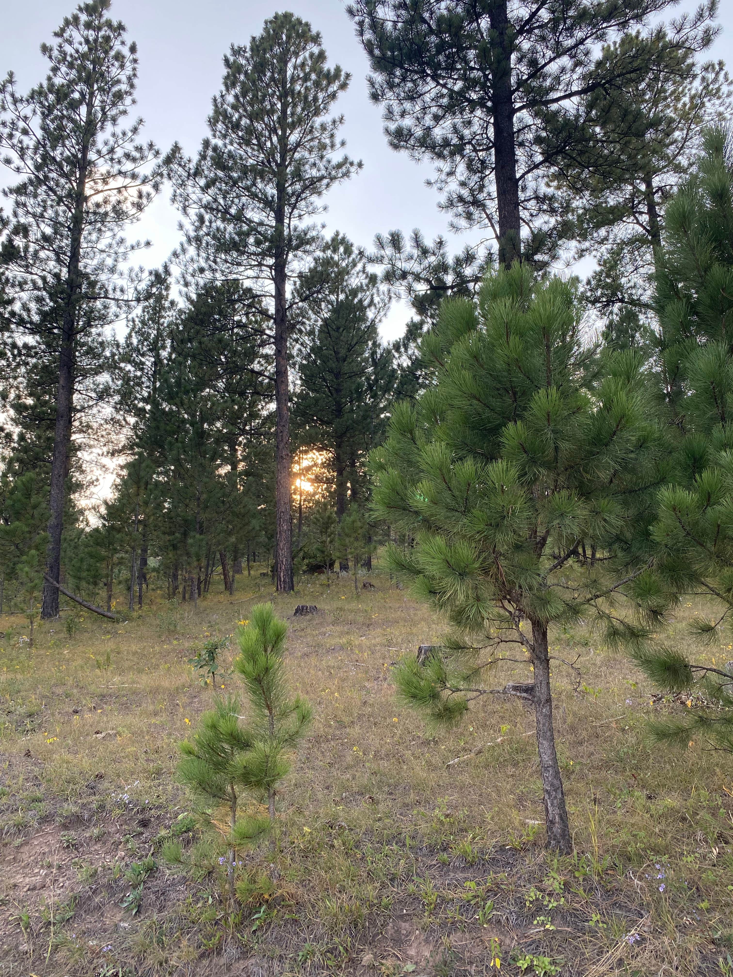 Camper-submitted photo at Dispersed Camping near Calumet Road near Rapid City, SD