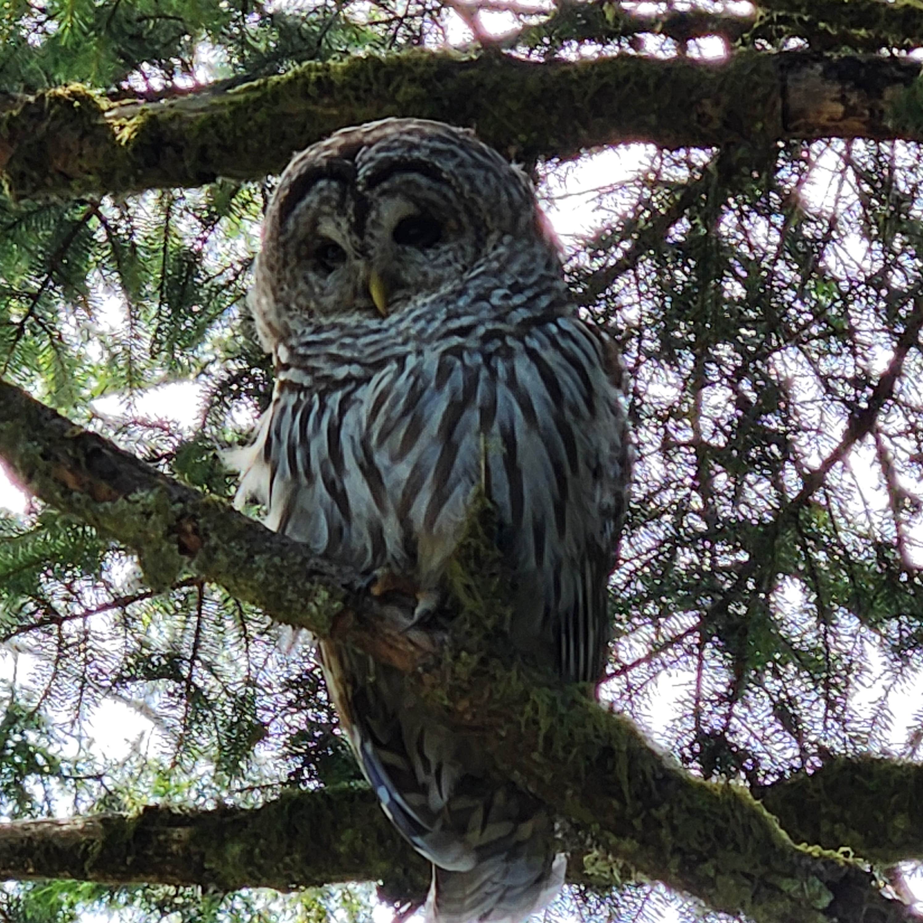 Camper-submitted photo at Dispersed camping Siuslaw NF near Blachly, OR