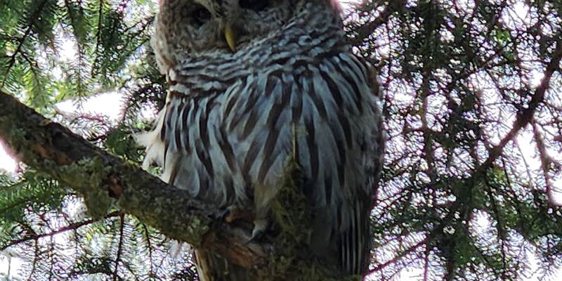 Camper submitted image from Dispersed camping Siuslaw NF