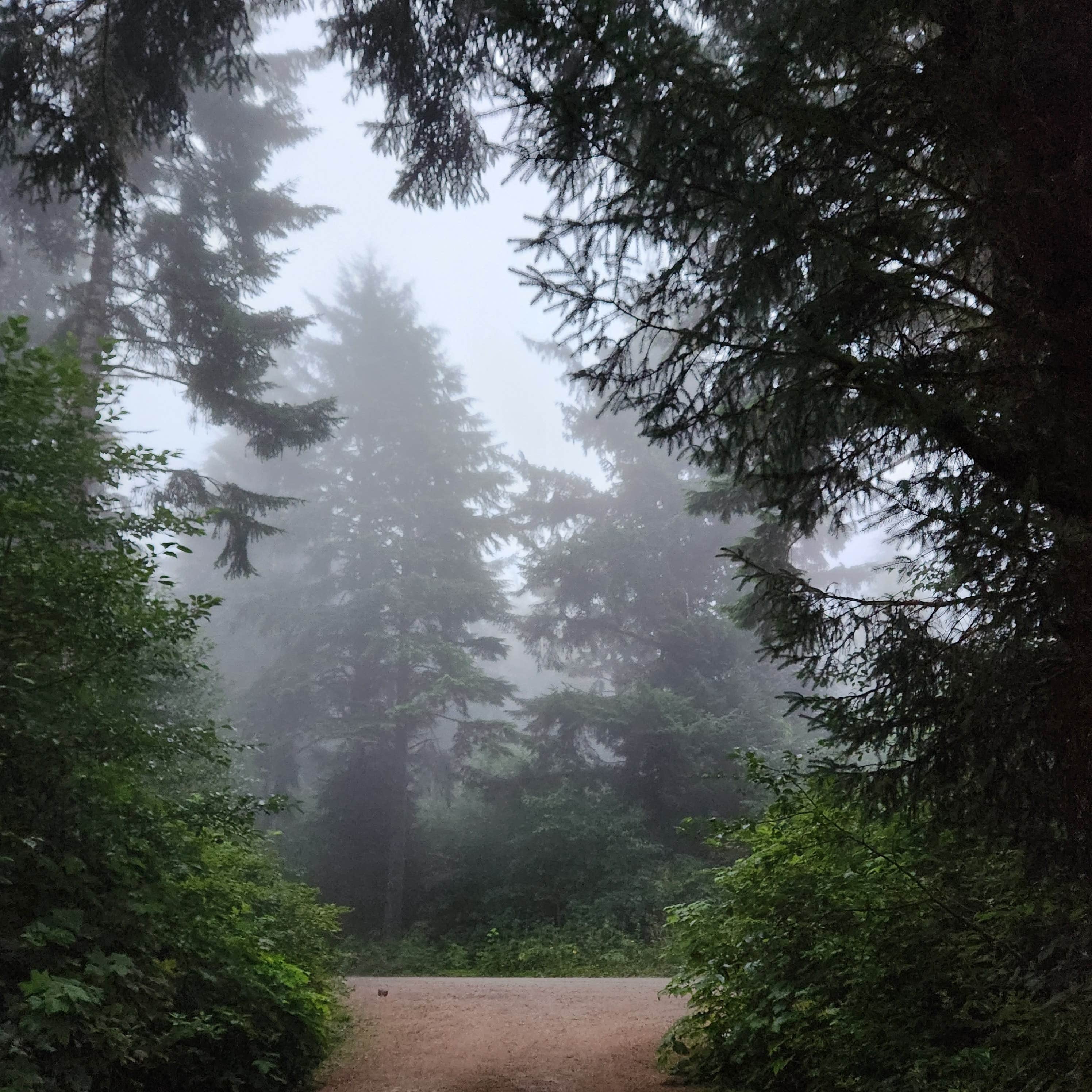 Camper-submitted photo at Dispersed camping Siuslaw NF near Blachly, OR