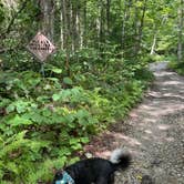 Review photo of NFR 273 Dispersed Camping Spot by Shannon C., August 14, 2026