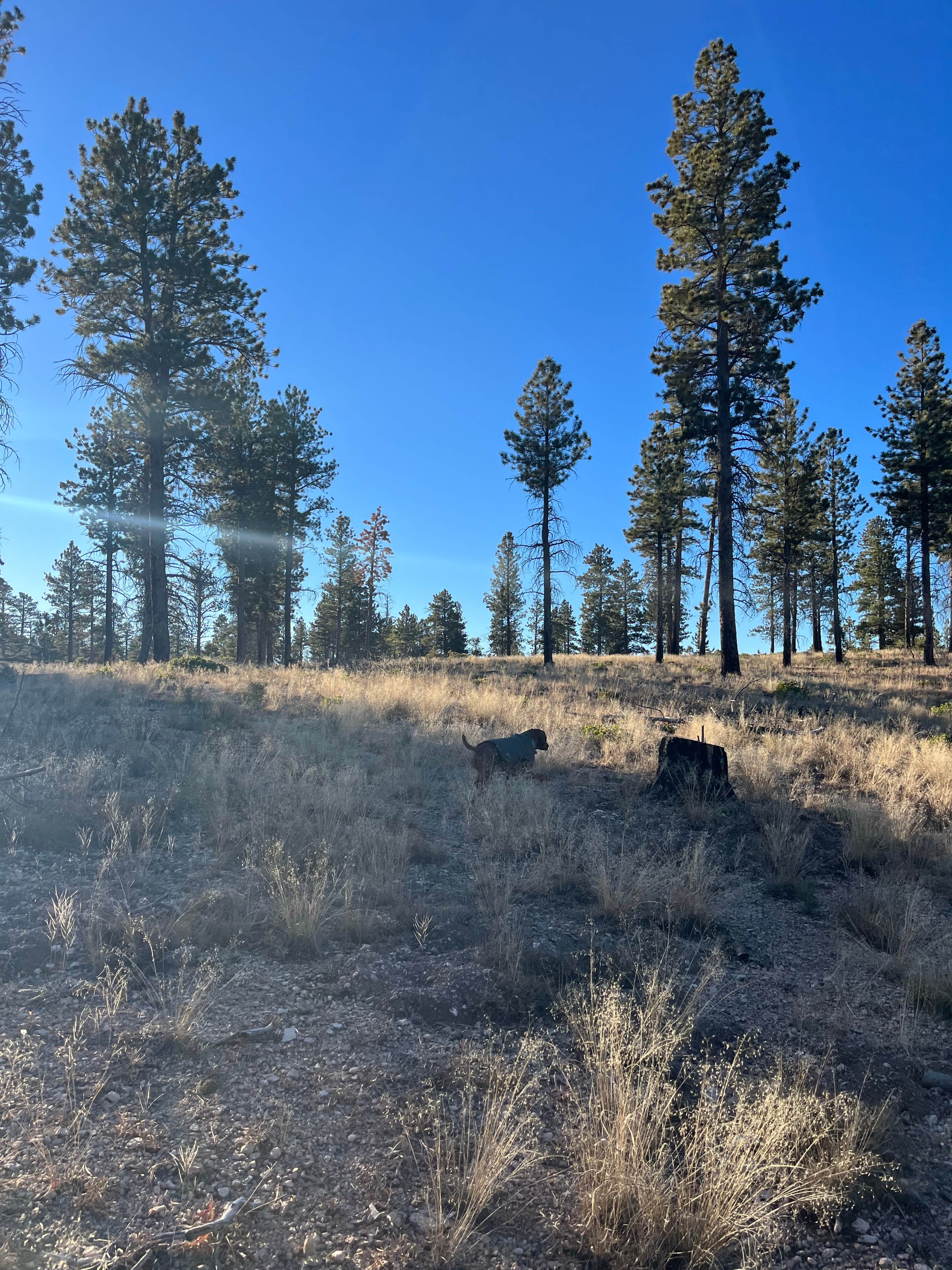 Sarah M.'s photo of camping with pets at FR 090 - dispersed camping near Bryce Canyon National Park