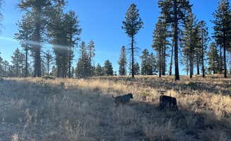 Sarah M.'s photo of camping with pets at FR 090 - dispersed camping near Bryce Canyon National Park