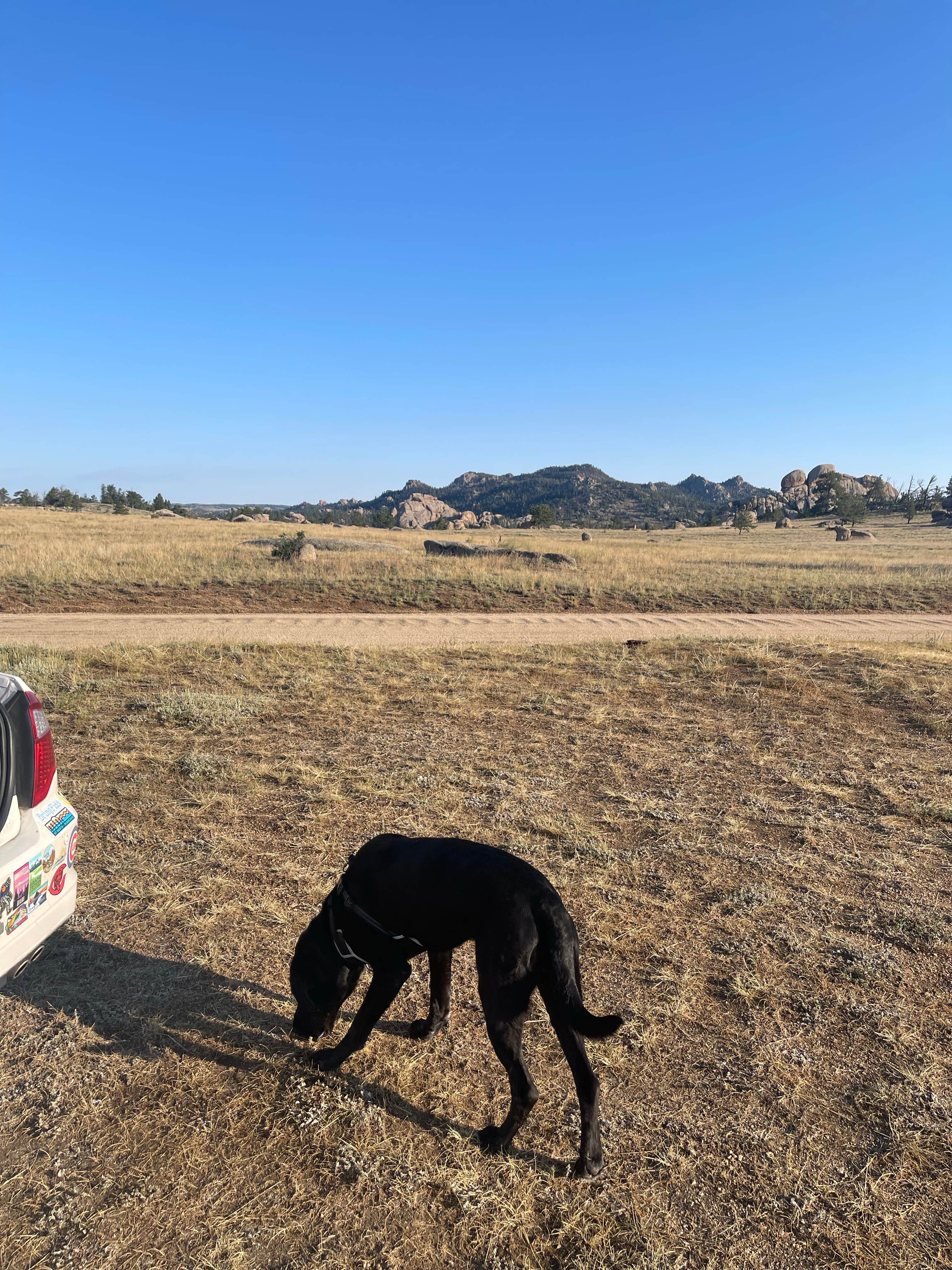 samuel C.'s photo of camping with pets at Forest Service Road 700 Designated Dispersed Camping near Laramie, WY