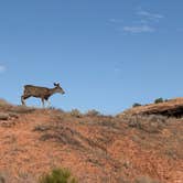 Review photo of Dispersed Campsite Near Capital Reef National Park by Kevin K., May 8, 2026