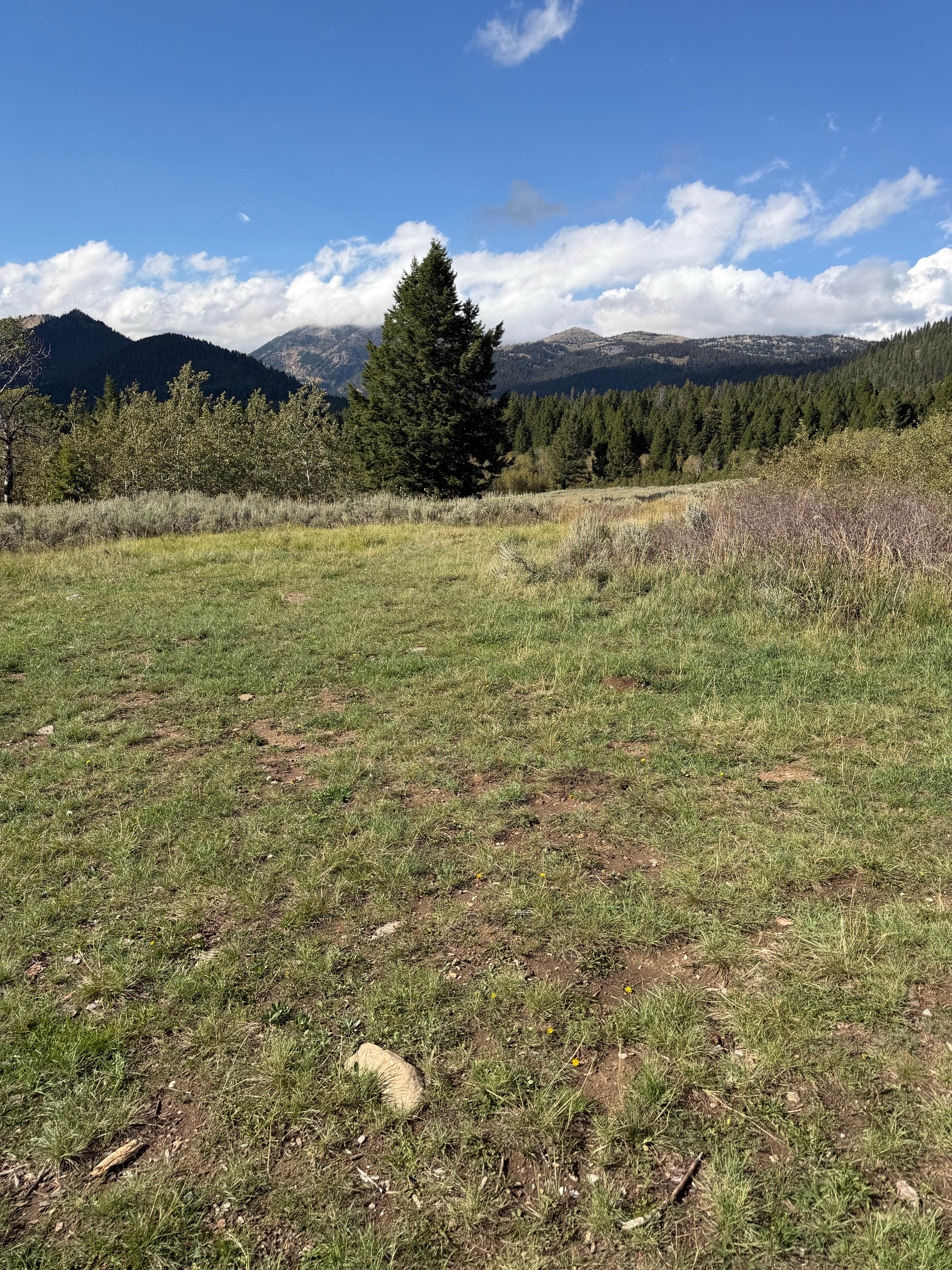Dispersed Forest Rd 57