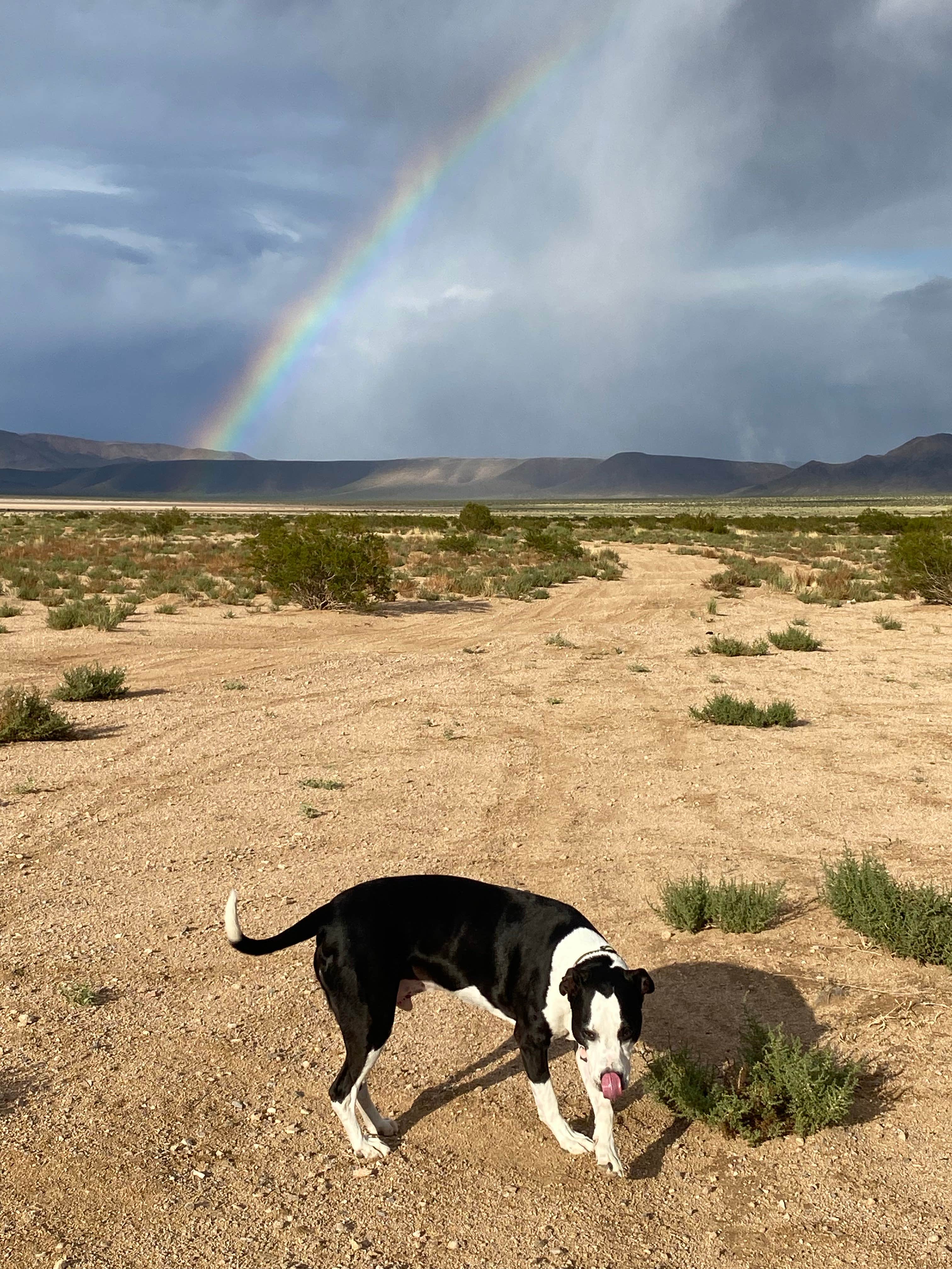 Camper submitted image from Dispersed-jean/roach Dry Lakes - 5