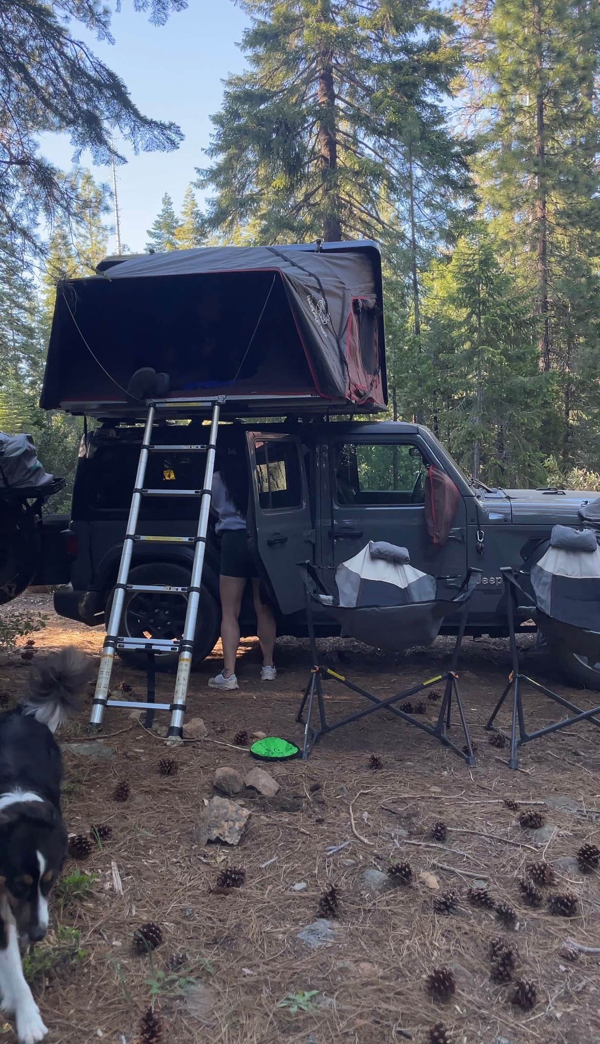Victoria B.'s photo of camping with pets at Dispersed Campsite near Castle Lake and Shasta near Mount Shasta, CA