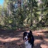 Review photo of Dispersed Campsite near Castle Lake and Shasta by Victoria B., May 30, 2025