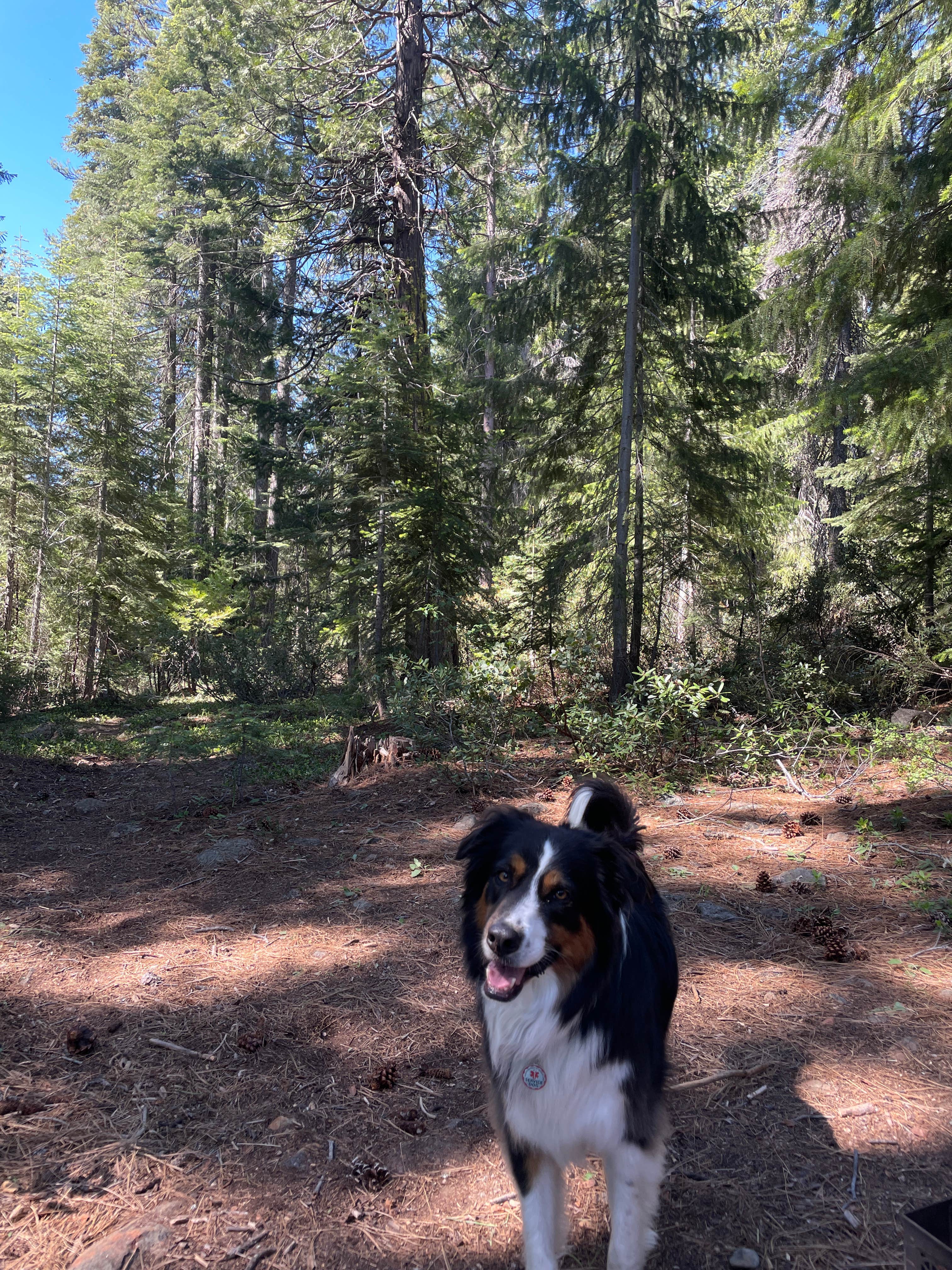 Camper submitted image from Dispersed Campsite near Castle Lake and Shasta - 4