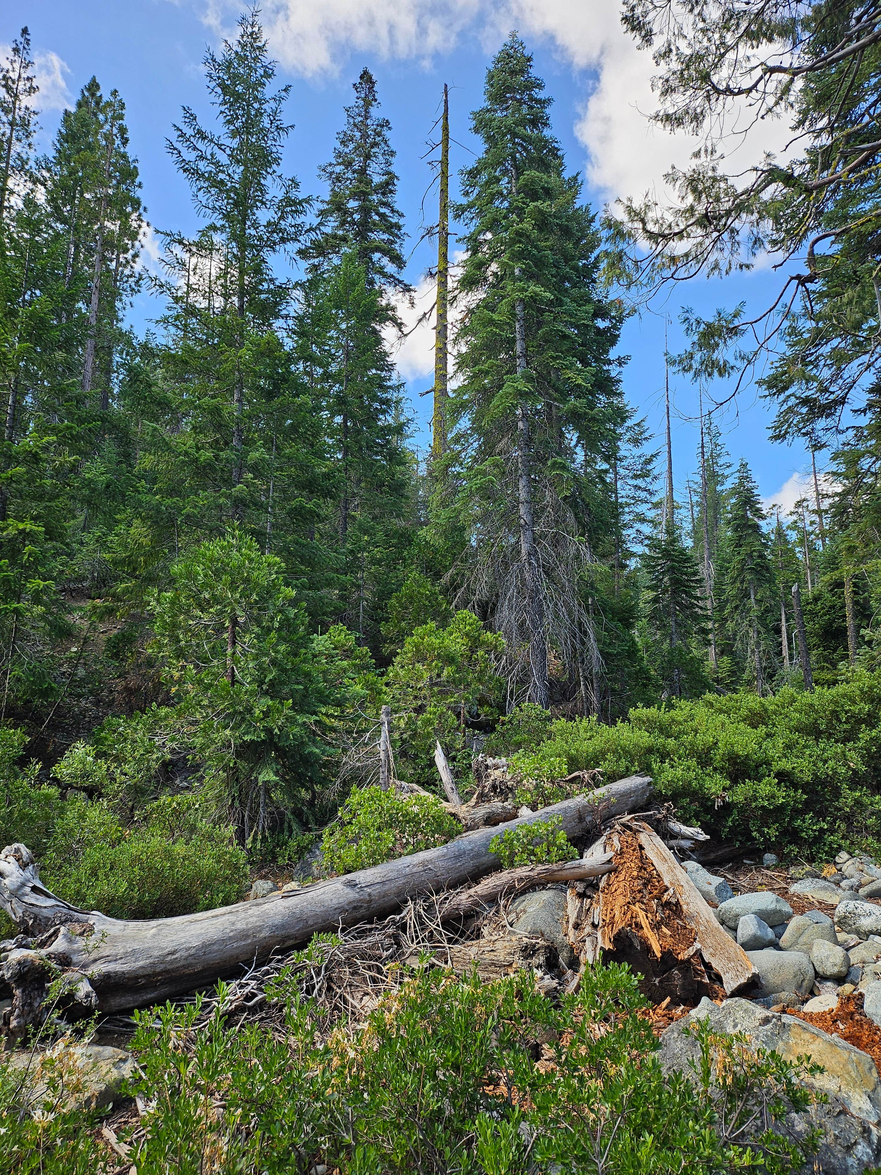 Camper-submitted photo at Dispersed Campsite near Castle Lake and Shasta near Castella, CA