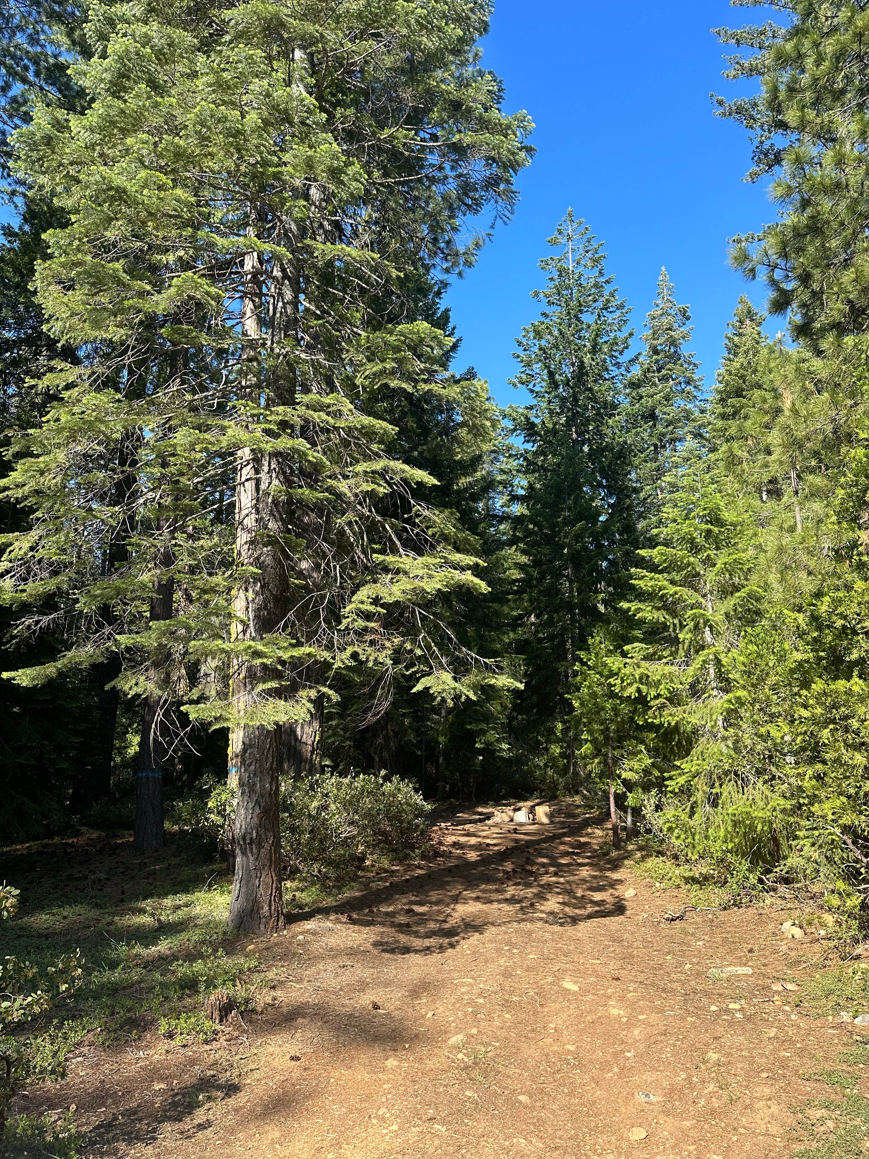 Dispersed Campsite near Castle Lake and Shasta