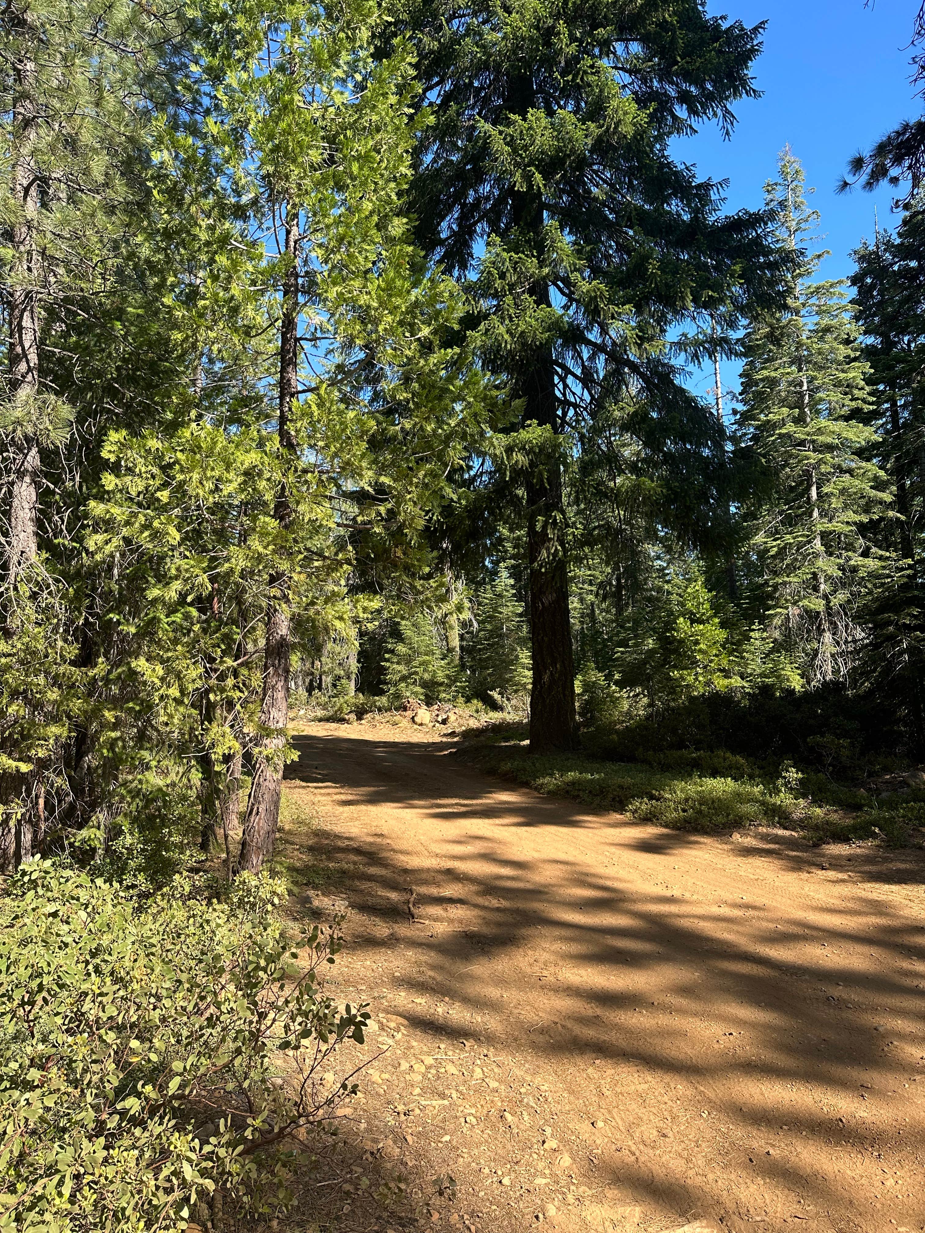 Camper submitted image from Dispersed Campsite near Castle Lake and Shasta - 5