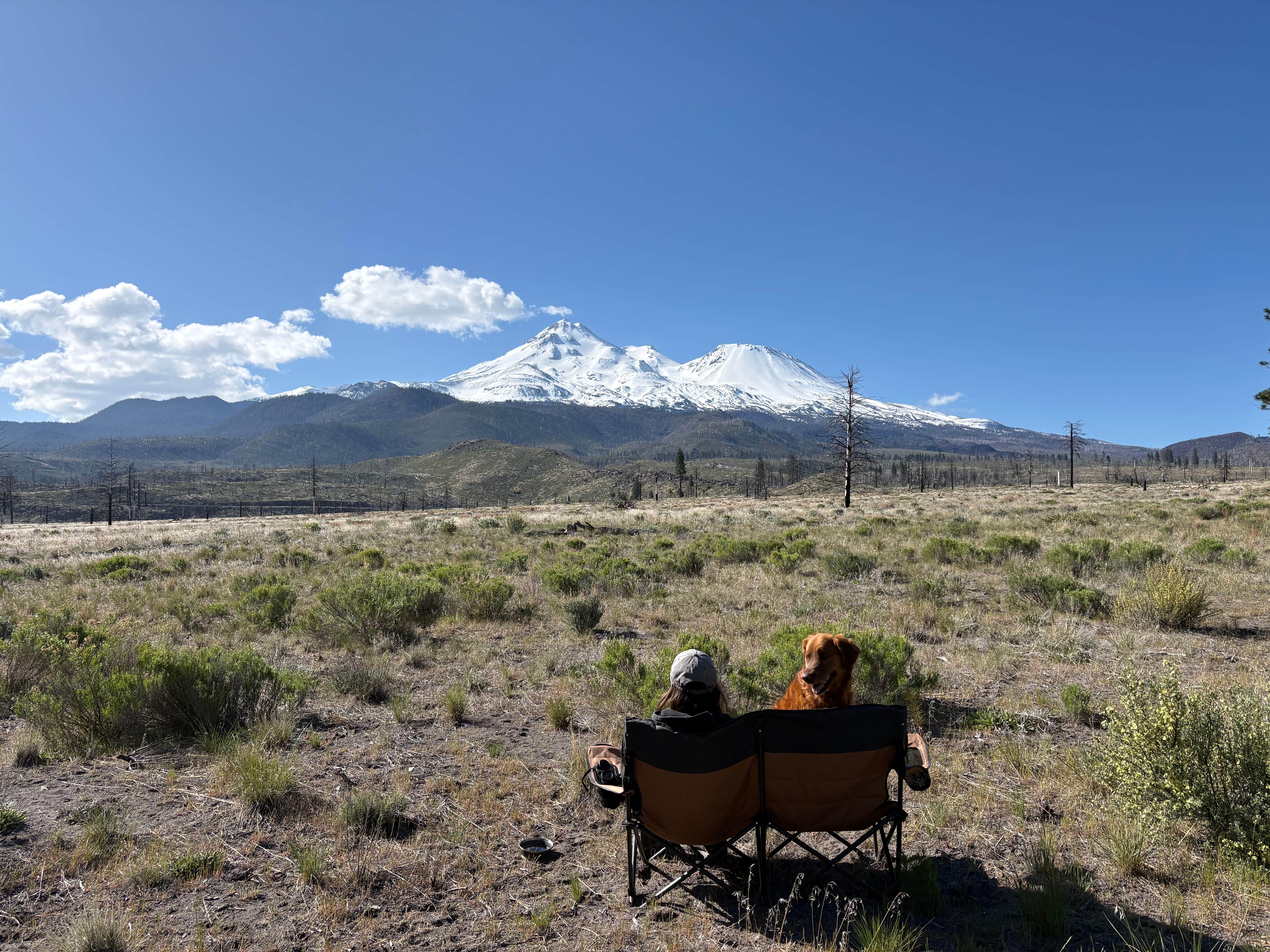 Finn B.'s photo of camping with pets at Dispersed near Lake Shastina near Etna, CA