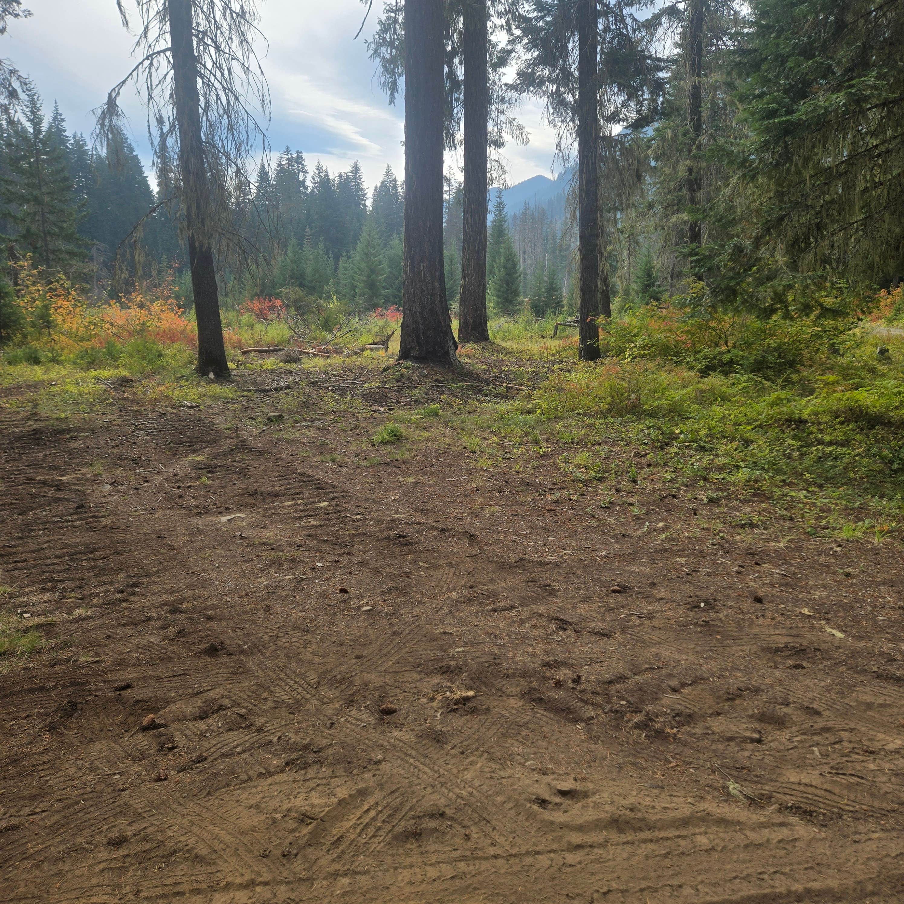 Camping near Red Mountain Campground: Dispersed near Salmon la Sac, Roslyn, Washington