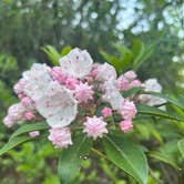 Review photo of Old NC 105 - Dispersed Camping by kelly M., May 16, 2026