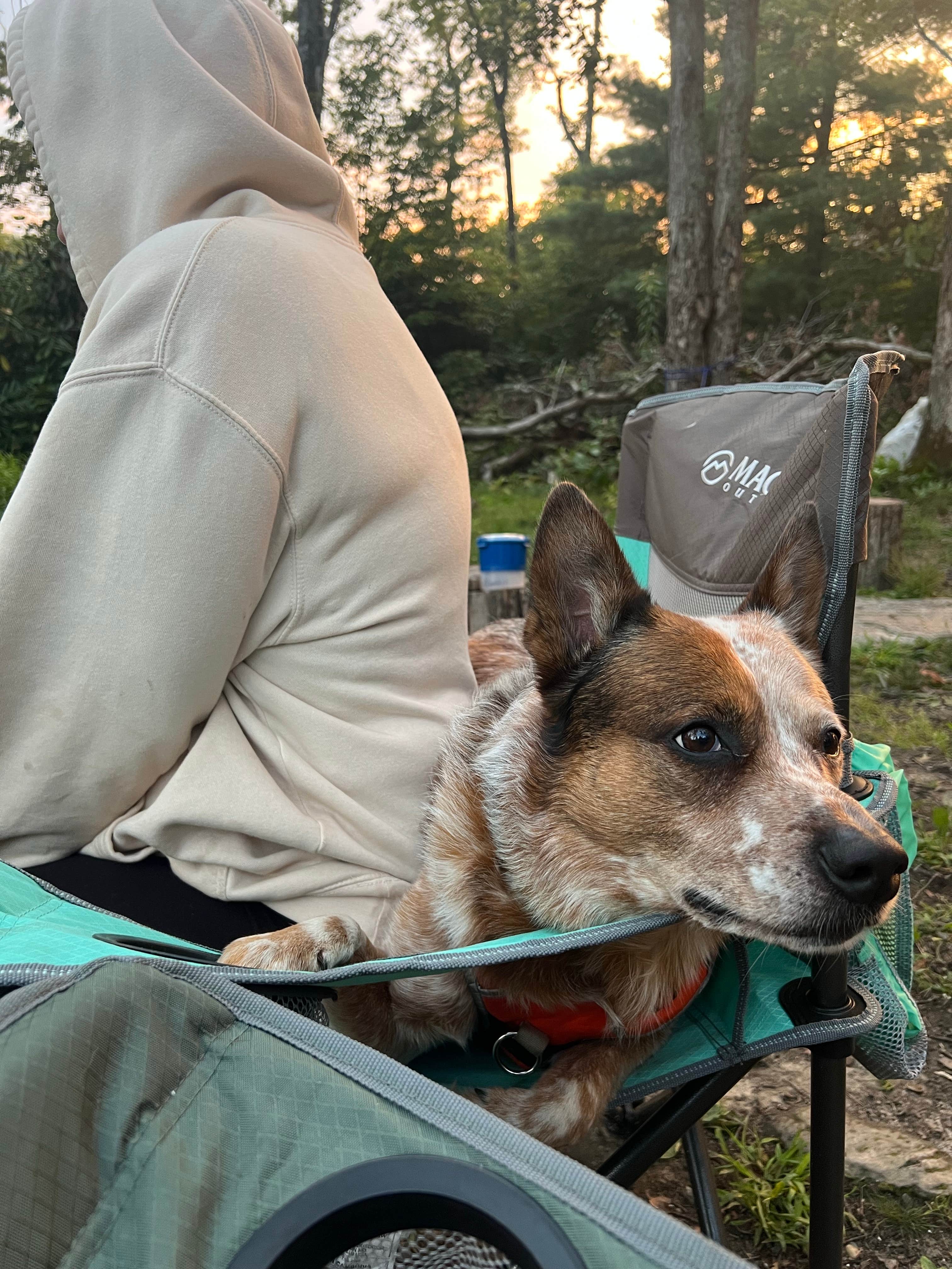 Kyle C.'s photo of camping with pets at Old NC 105 - Dispersed Camping near Connelly Springs, NC