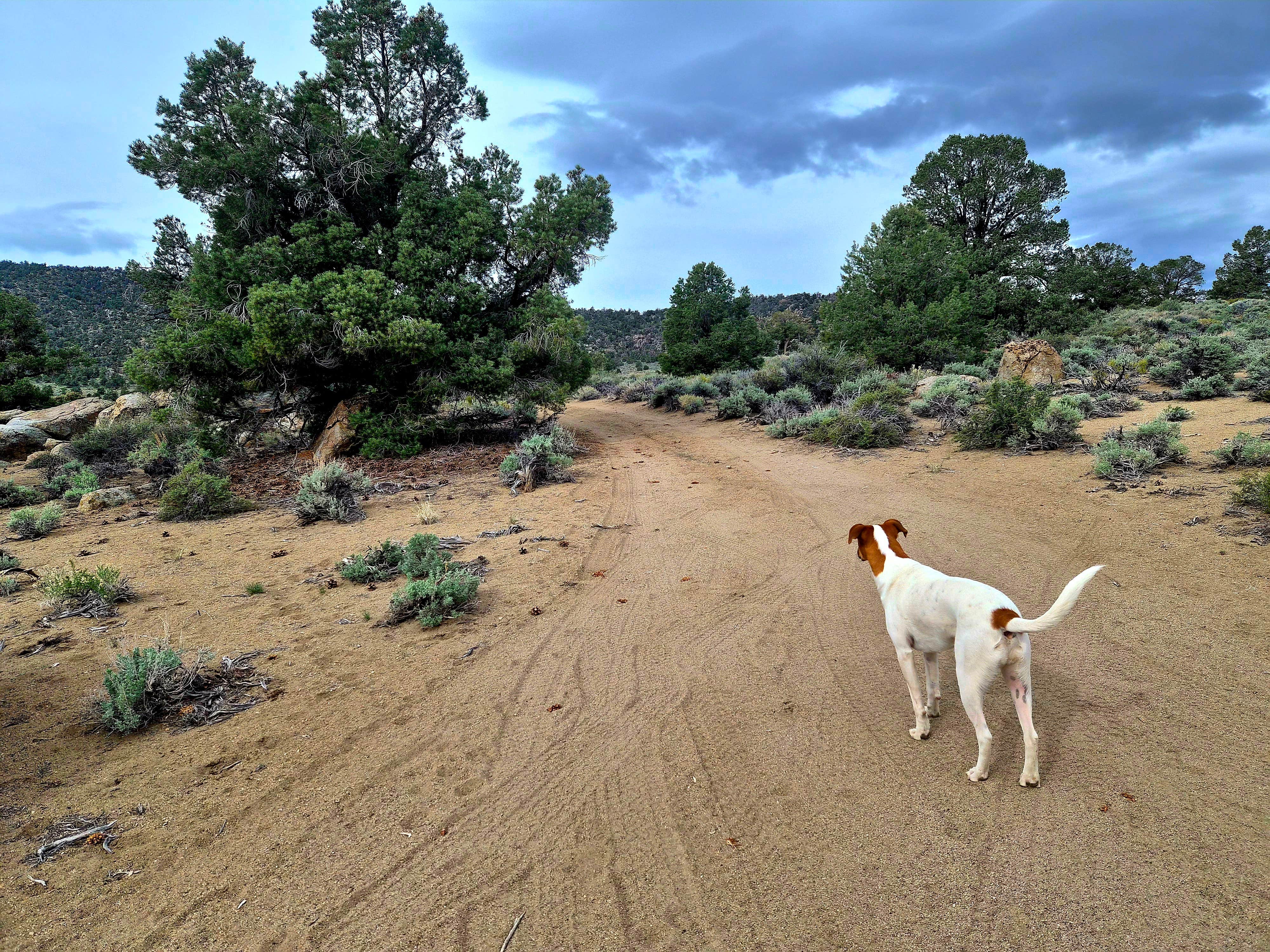 Dispersed on 120 near Benton
