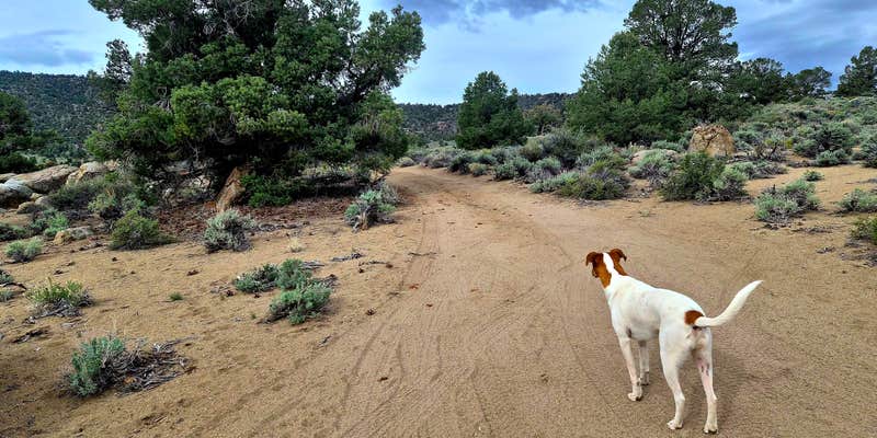 Camper submitted image from Dispersed on 120 near Benton