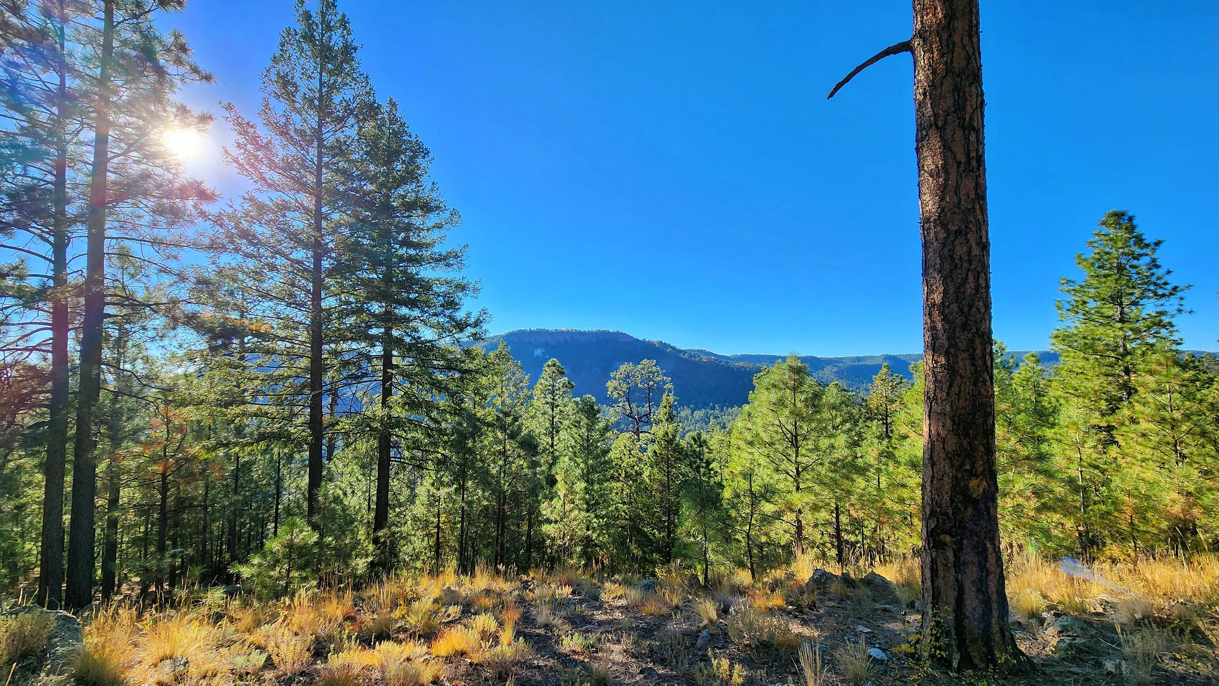 Benjamin R.'s photo of a dispersed camping area at Dispersed on 4 - Fenton Lake State Park near Abiquiu Lake